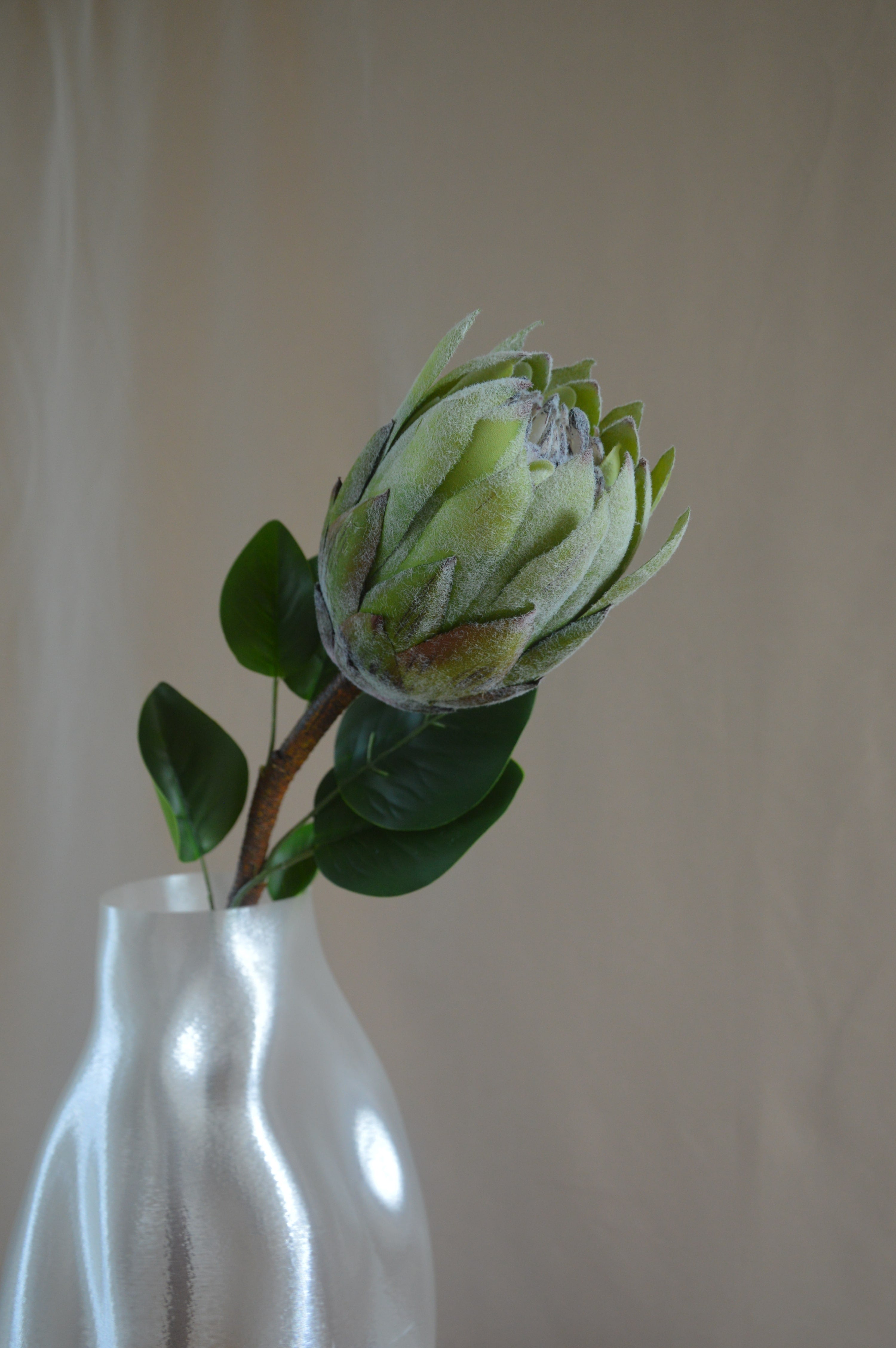 Protea