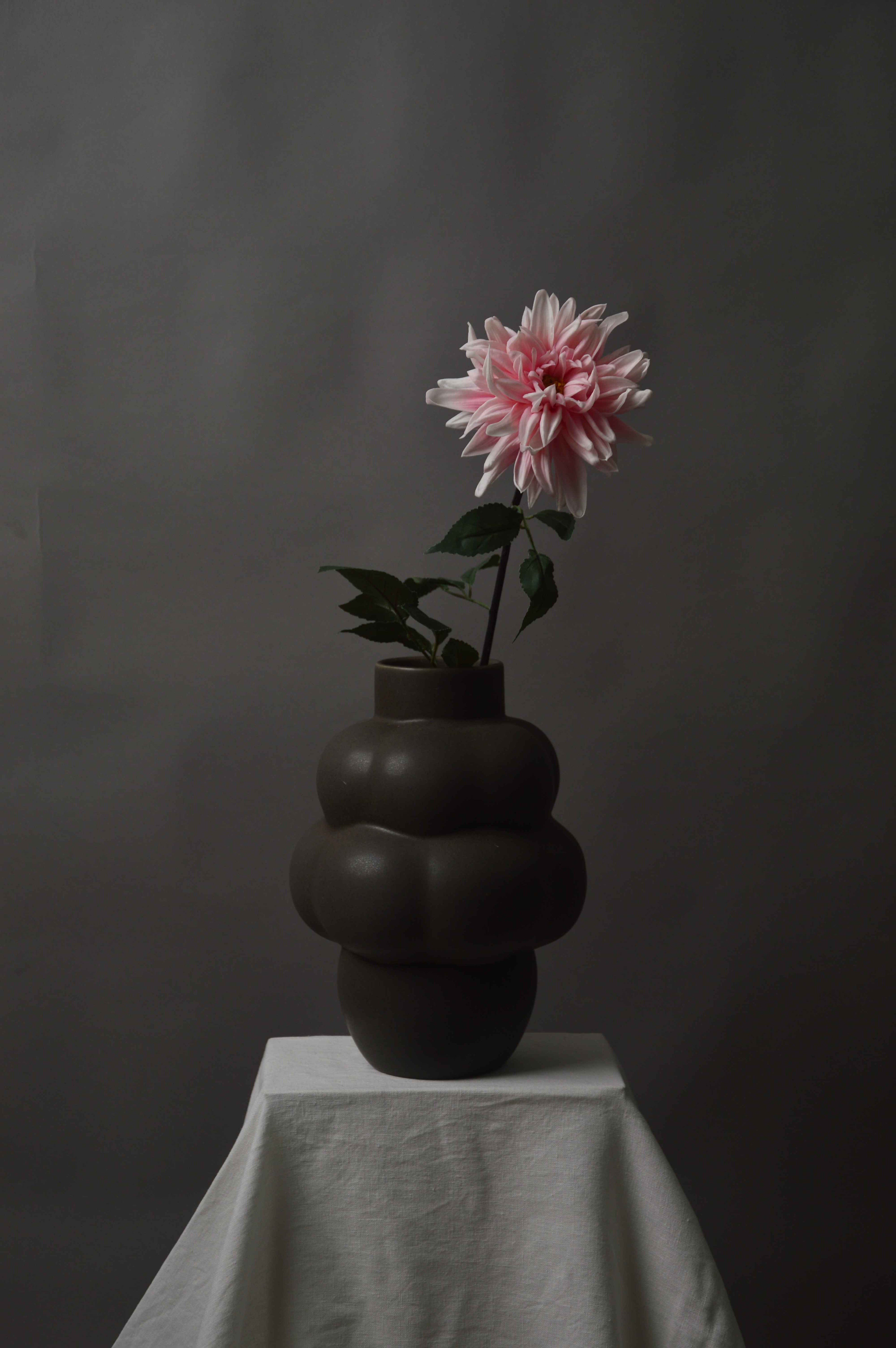 Dahlia