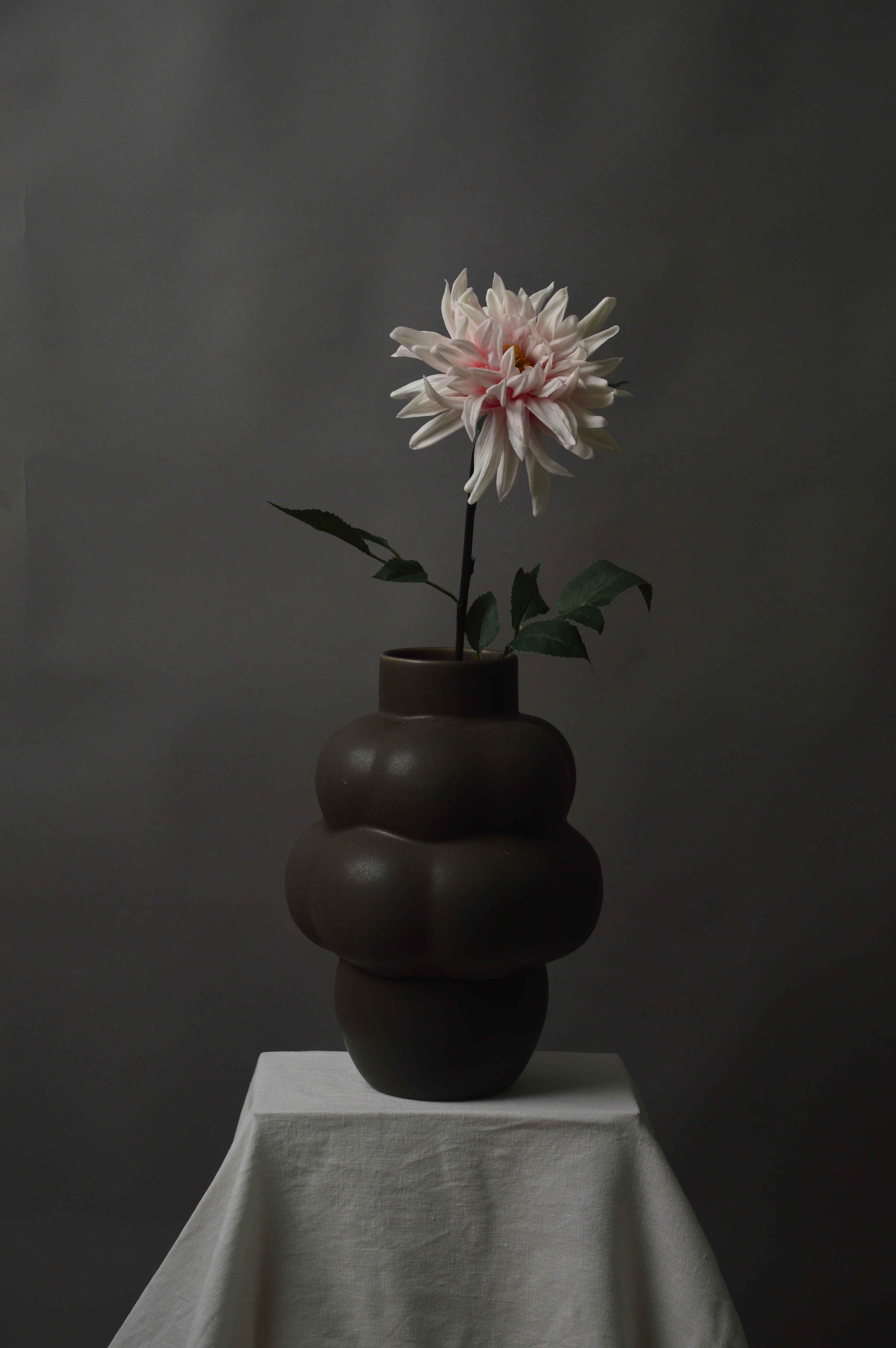 Dahlia