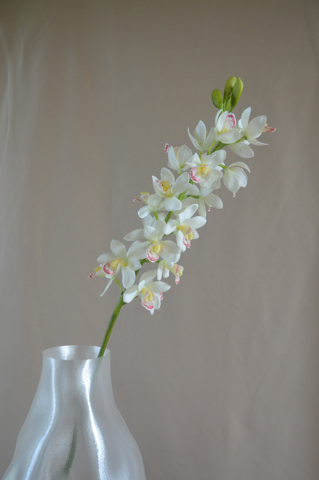 Cymbidium orkidé