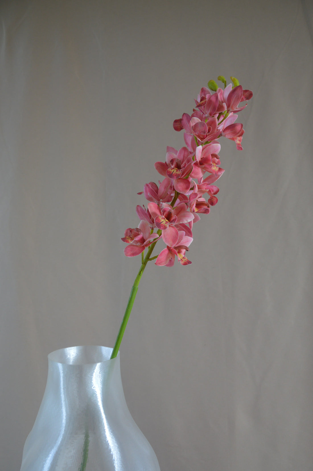Cymbidium orkidé