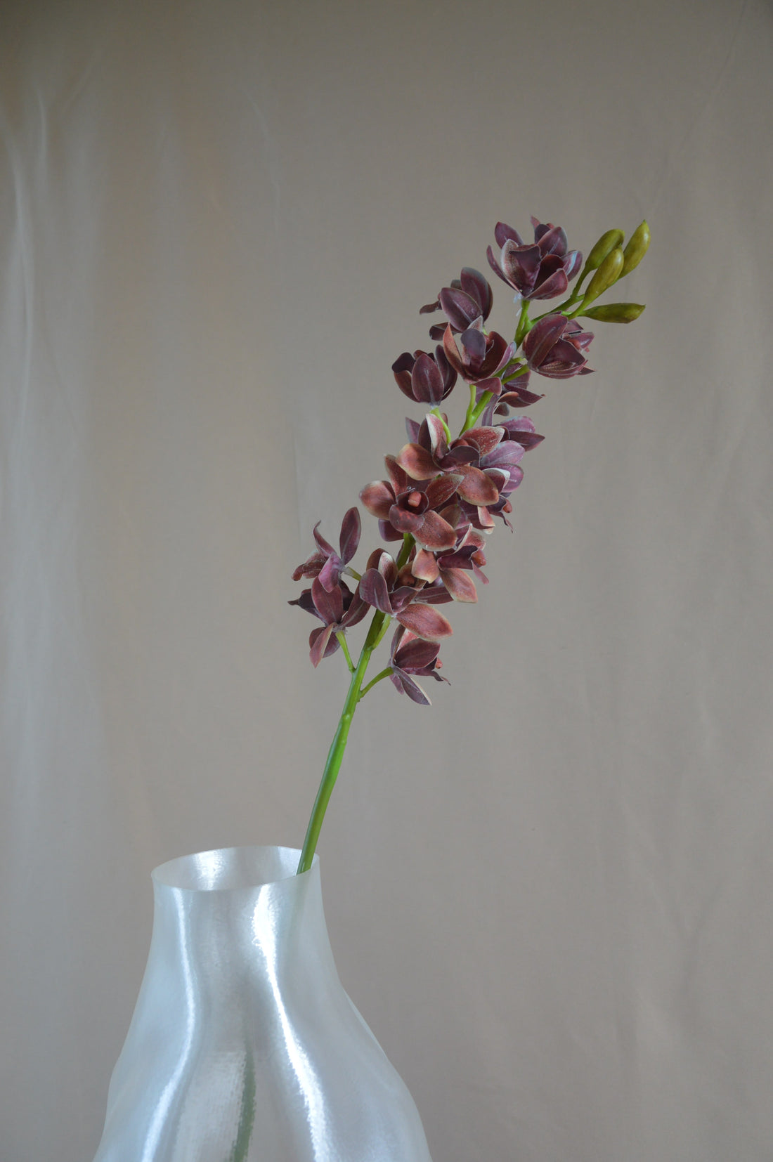 Cymbidium orkidé