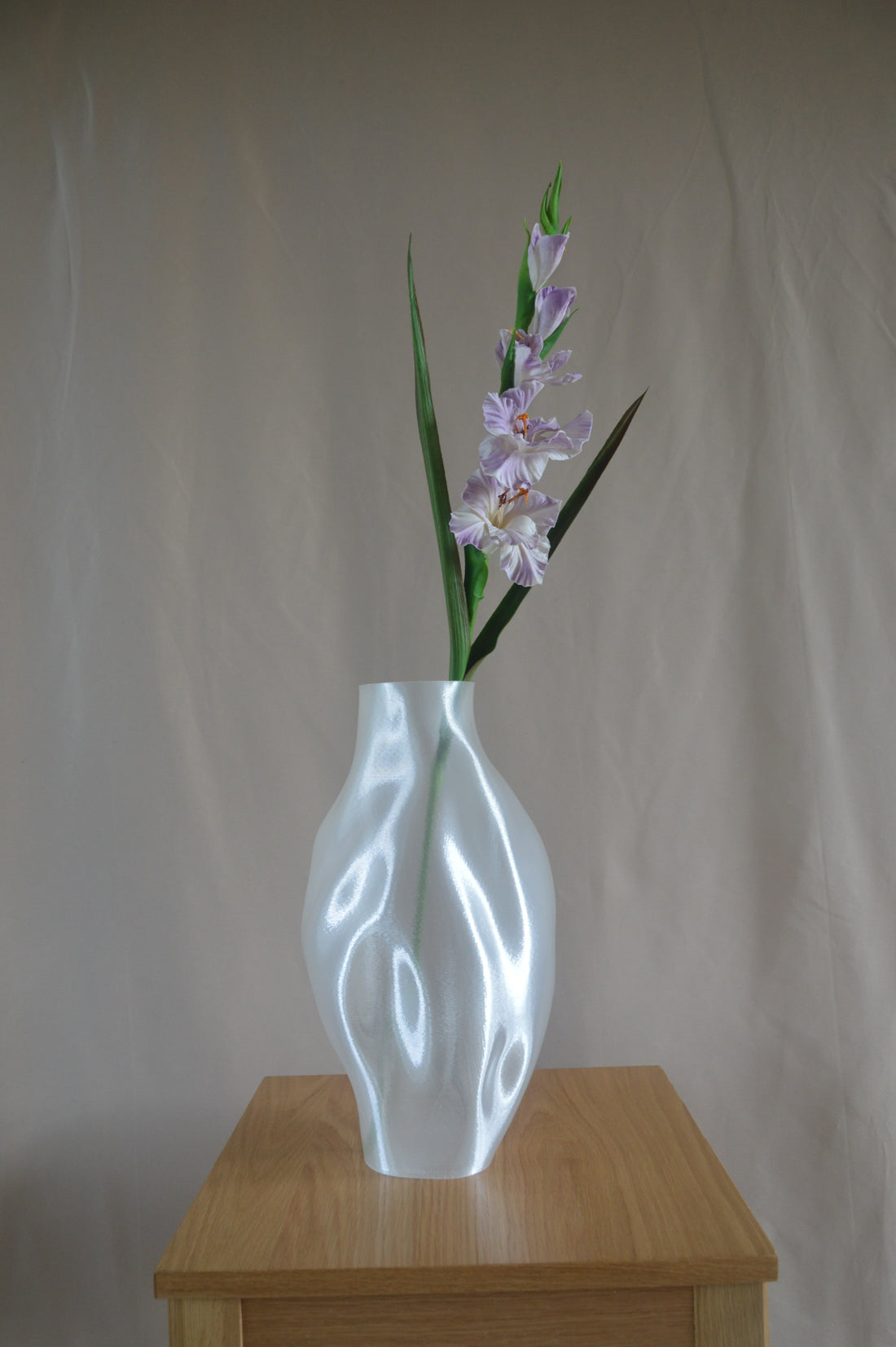 Gladiolus