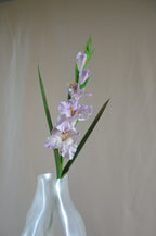 Gladiolus