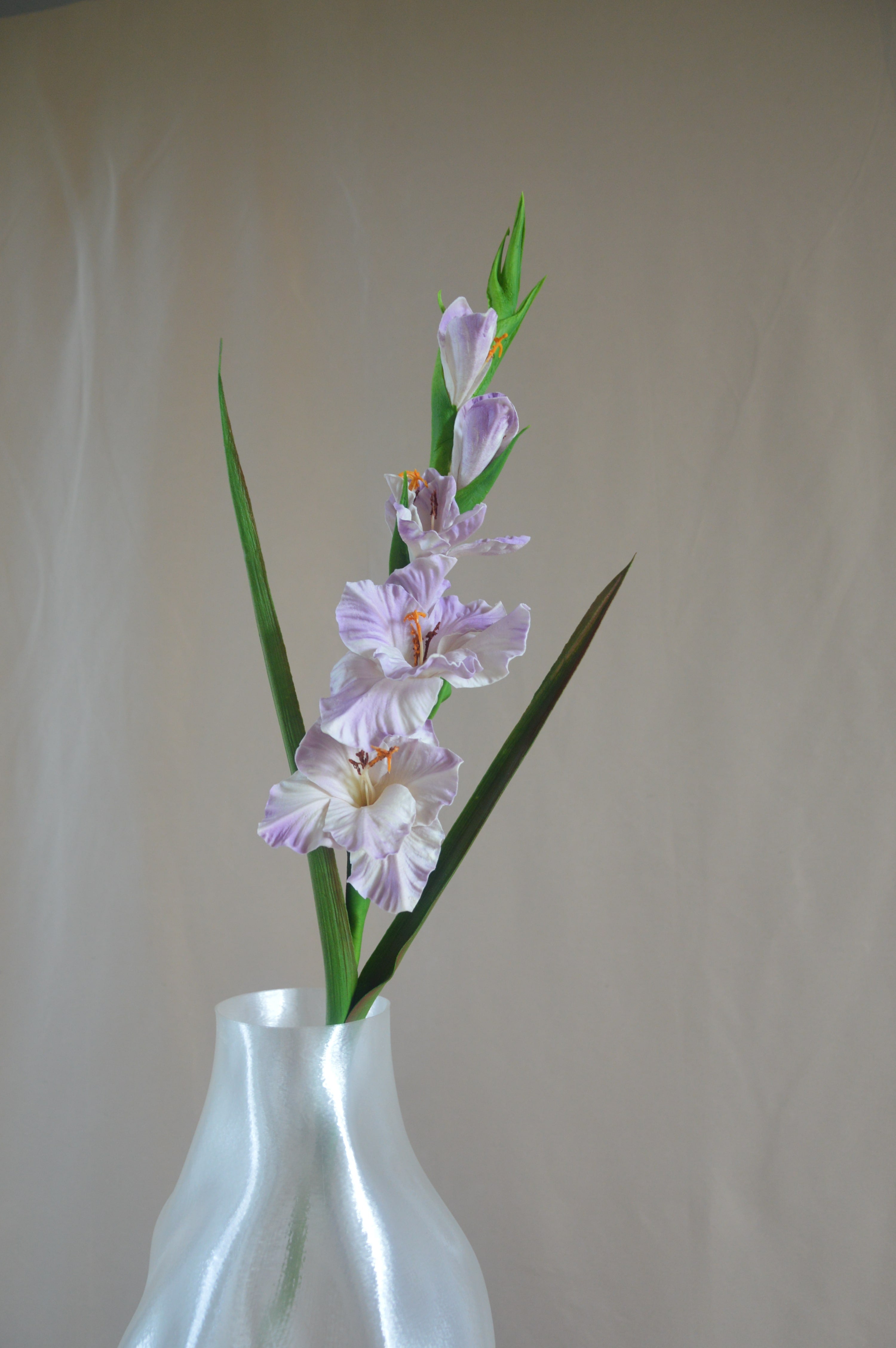 Gladiolus
