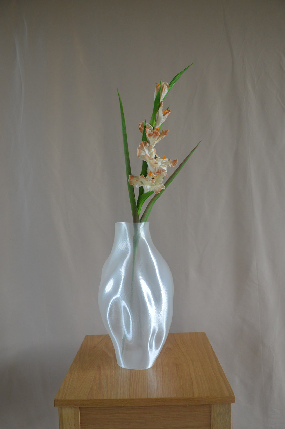 Gladiolus