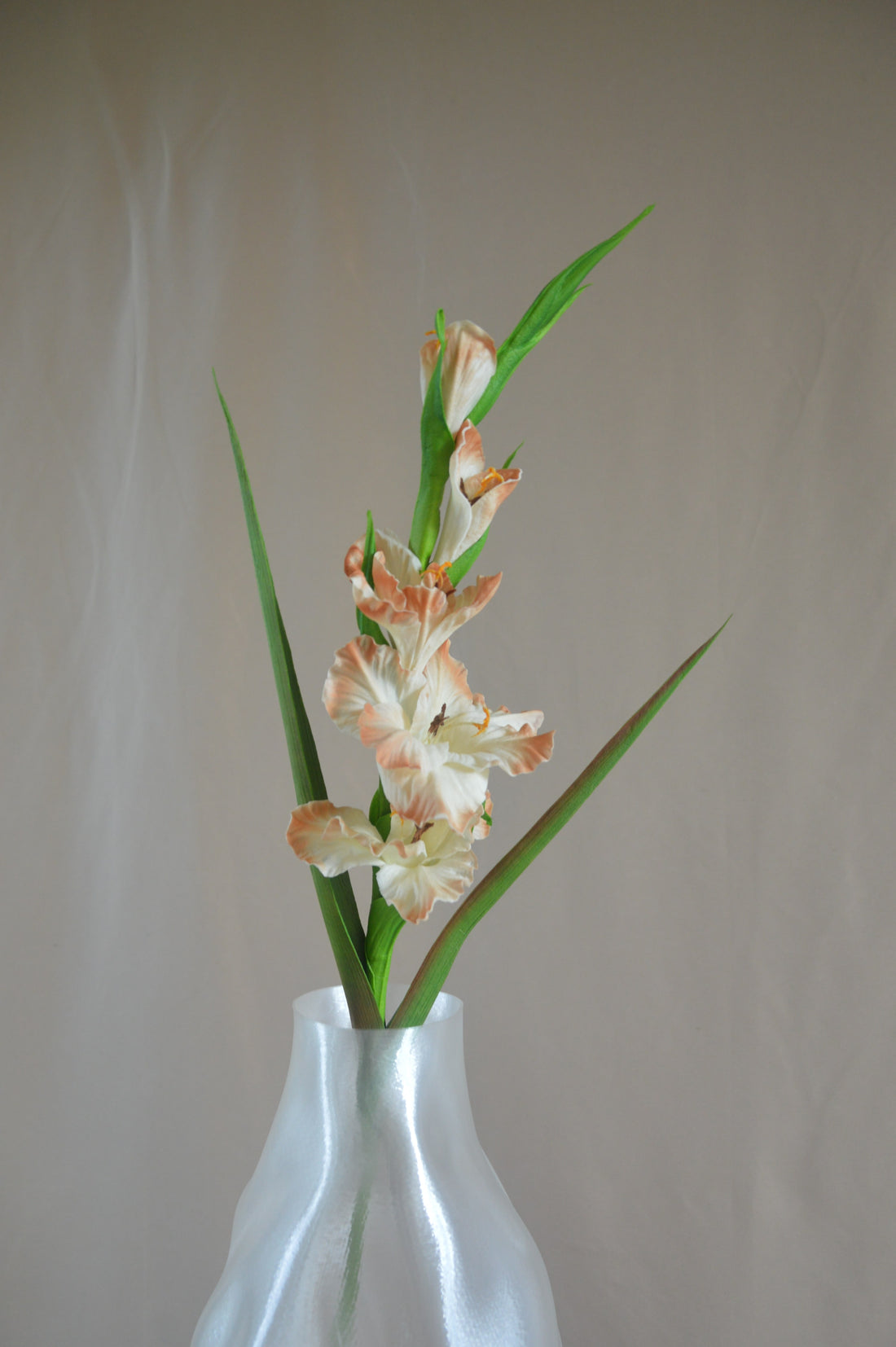 Gladiolus