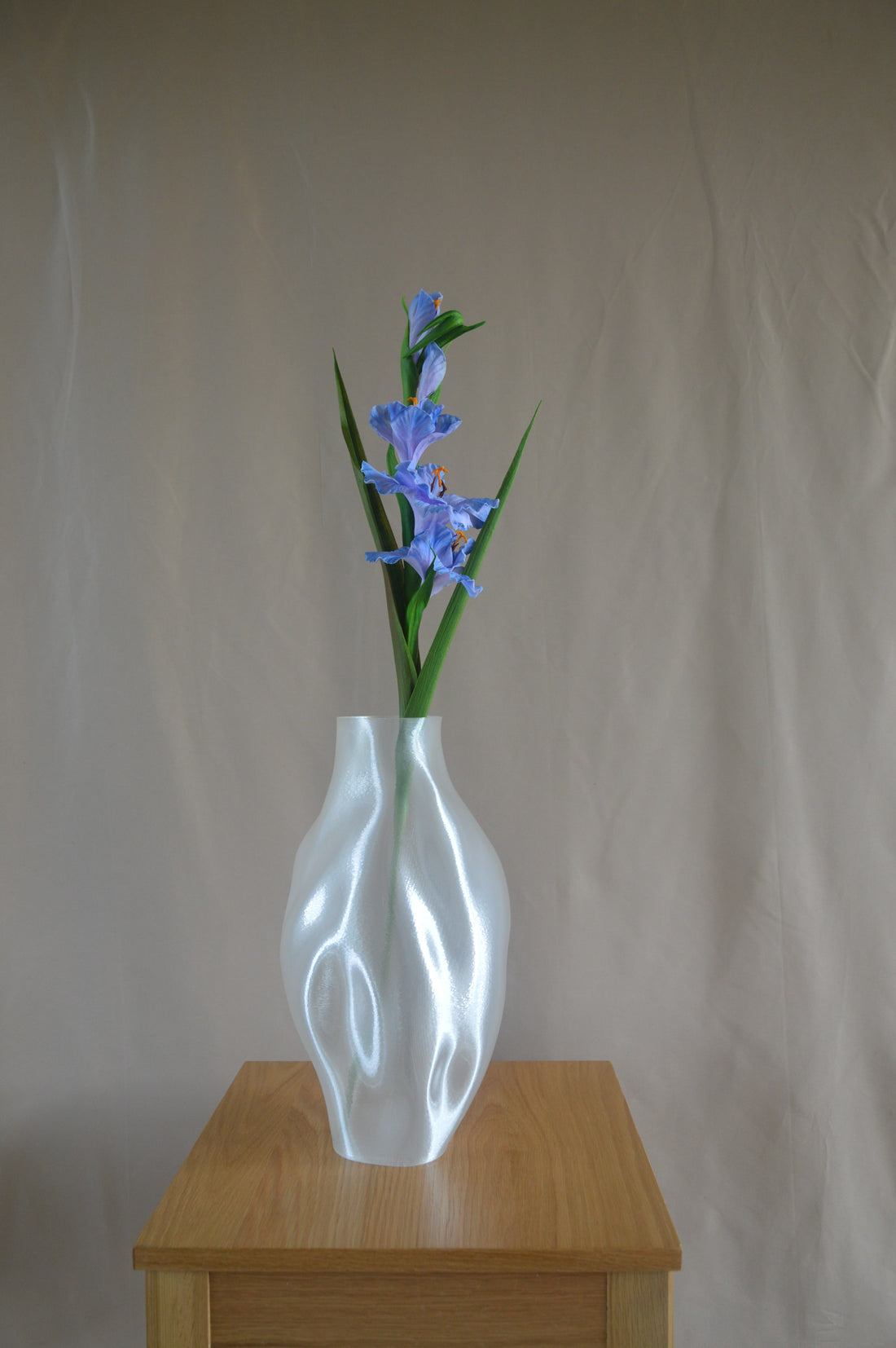 Gladiolus