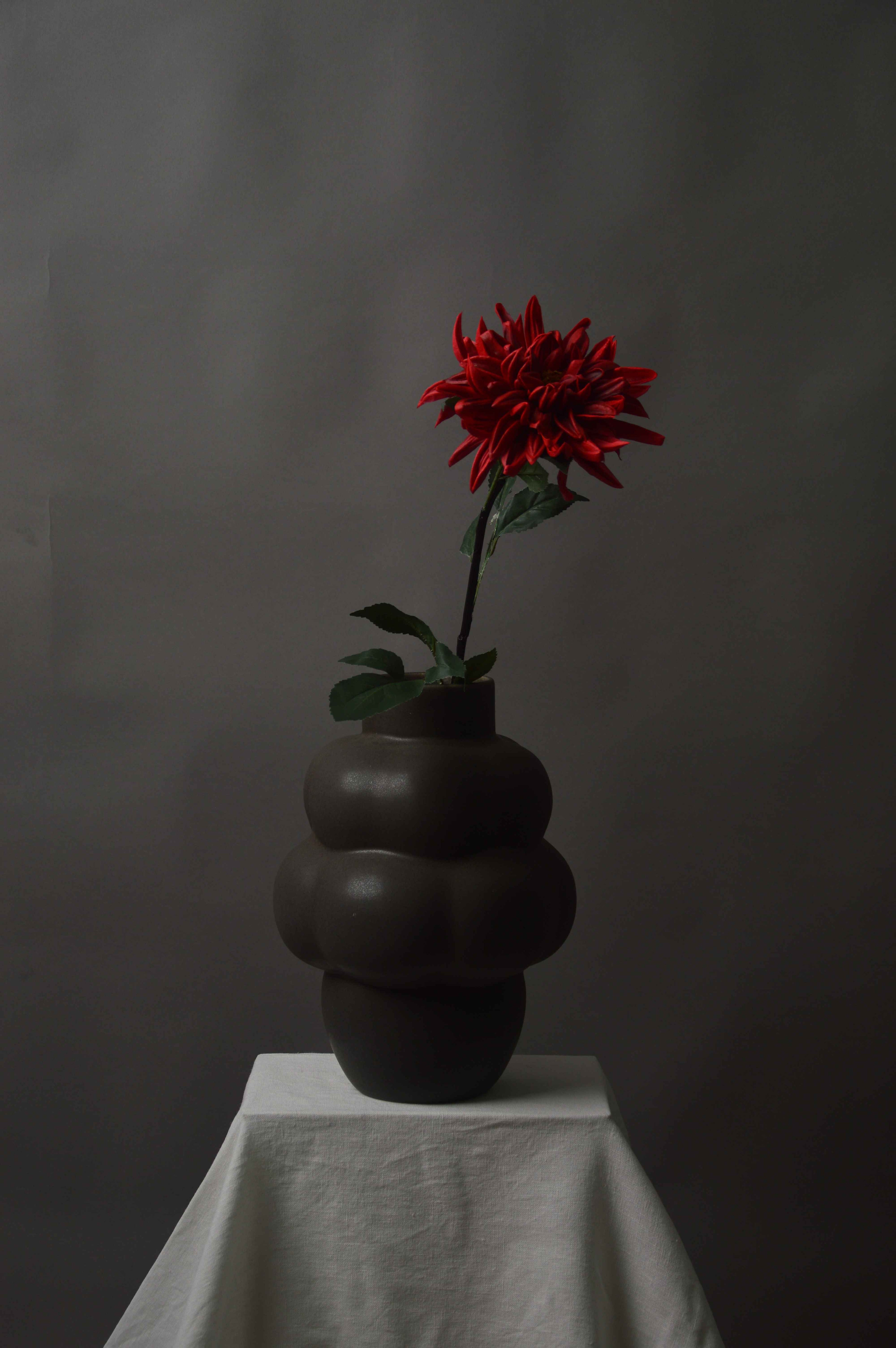 Dahlia