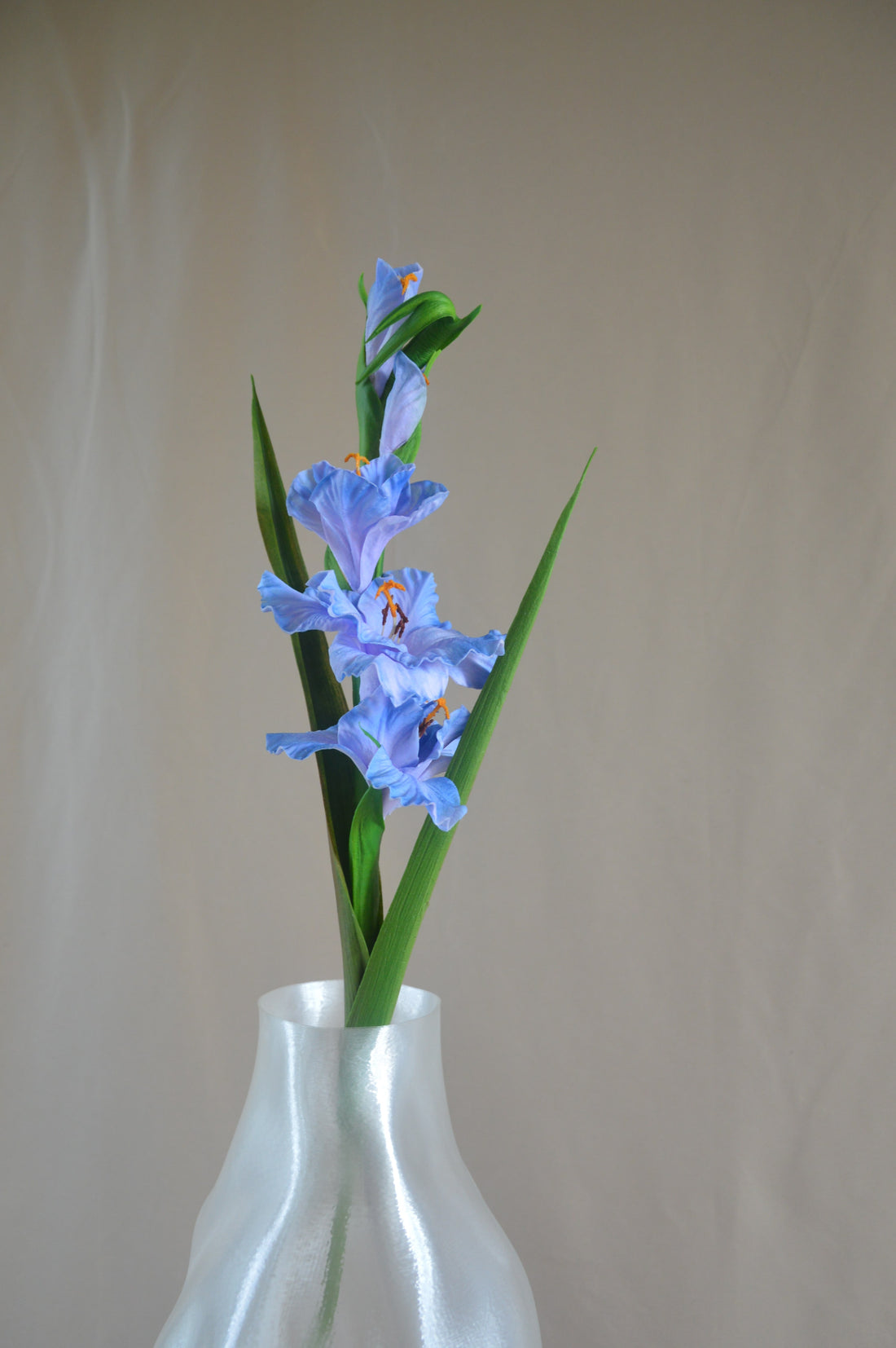 Gladiolus