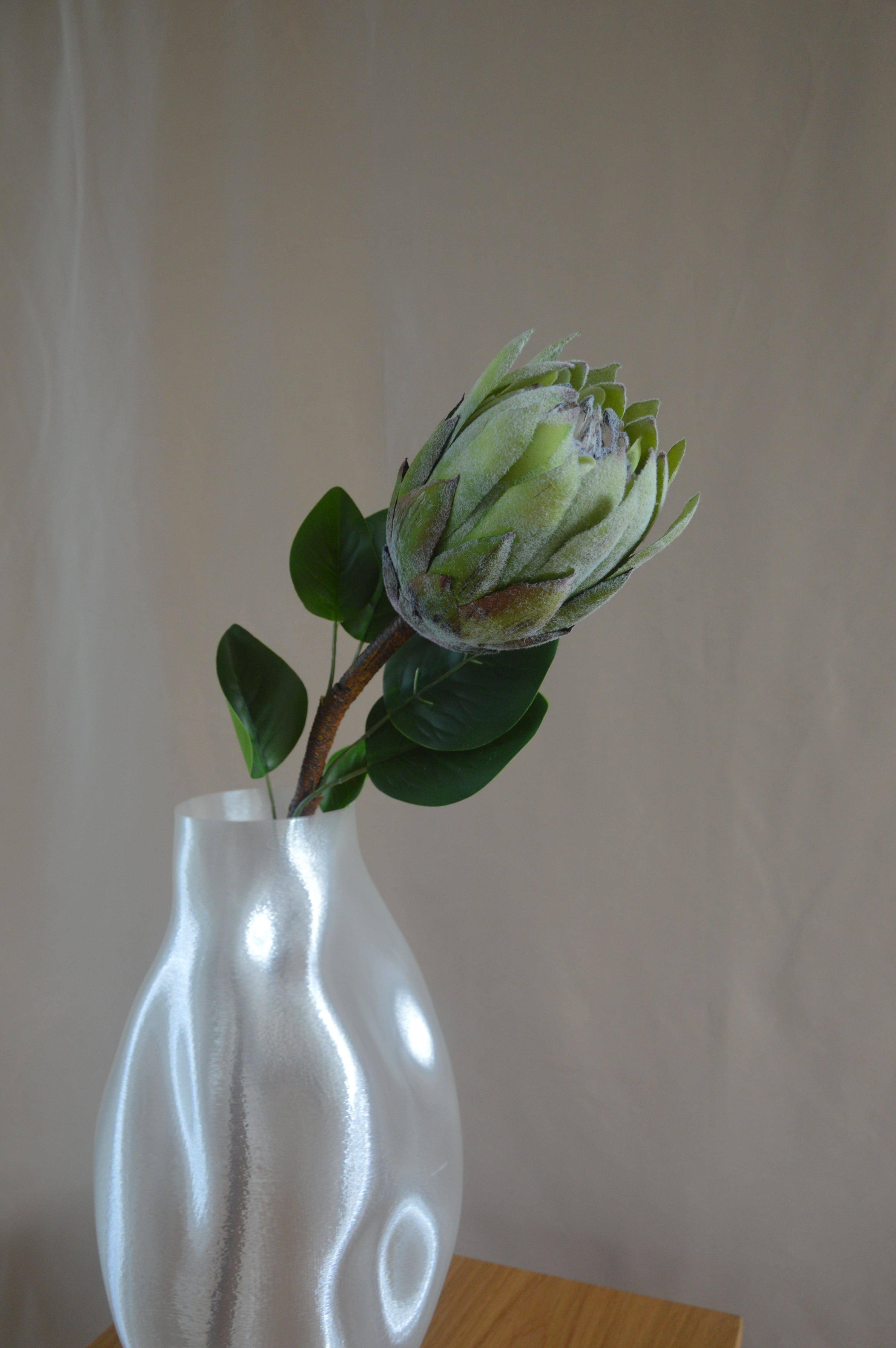 Protea