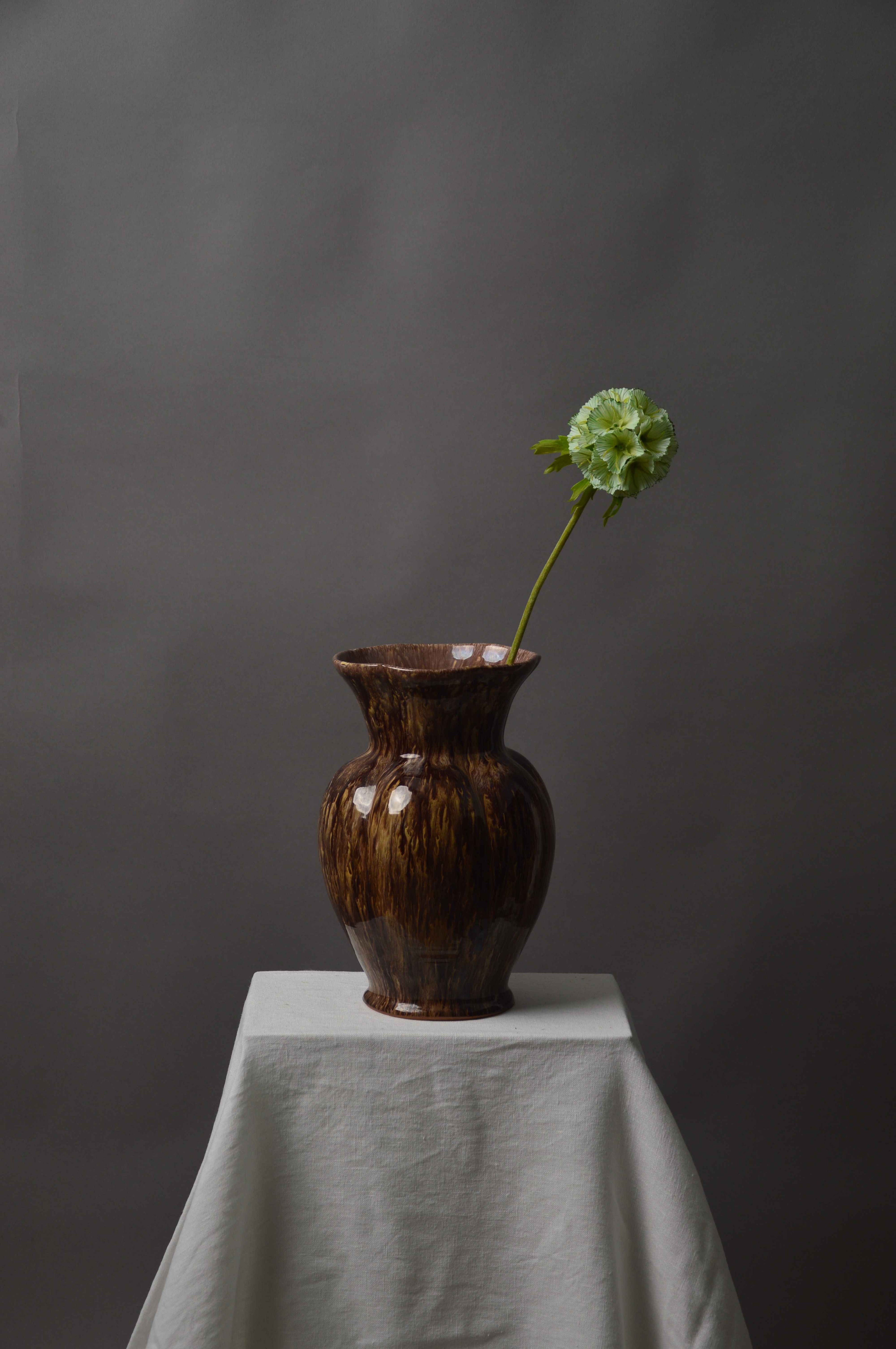 Scabiosa