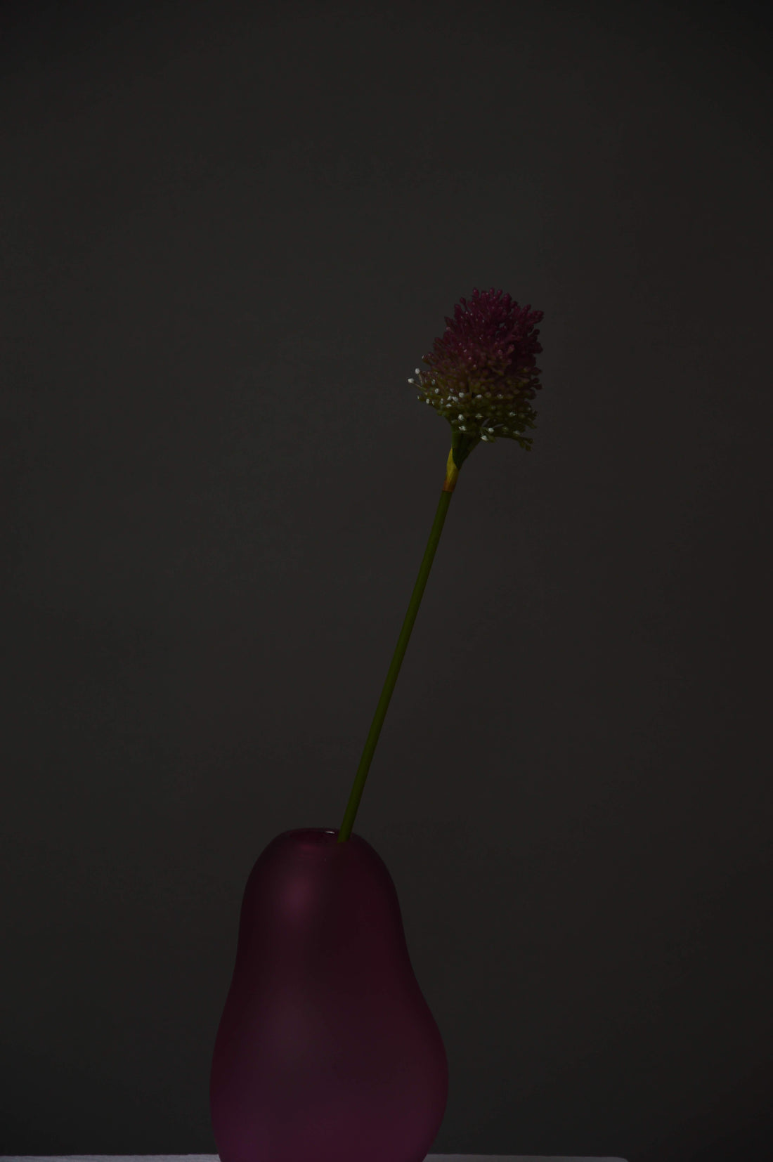 Allium