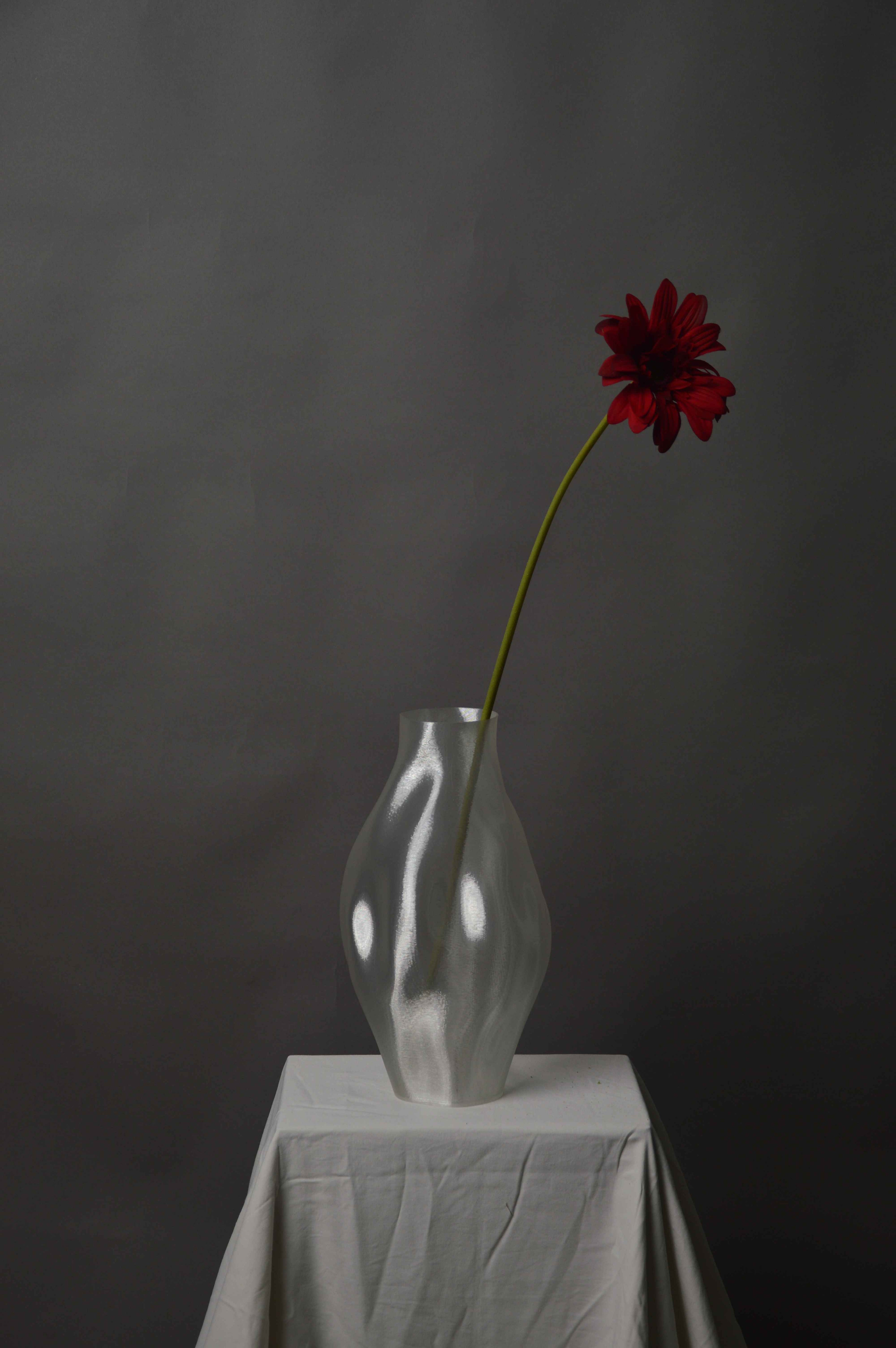 Gerbera
