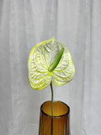 Stor anthurium