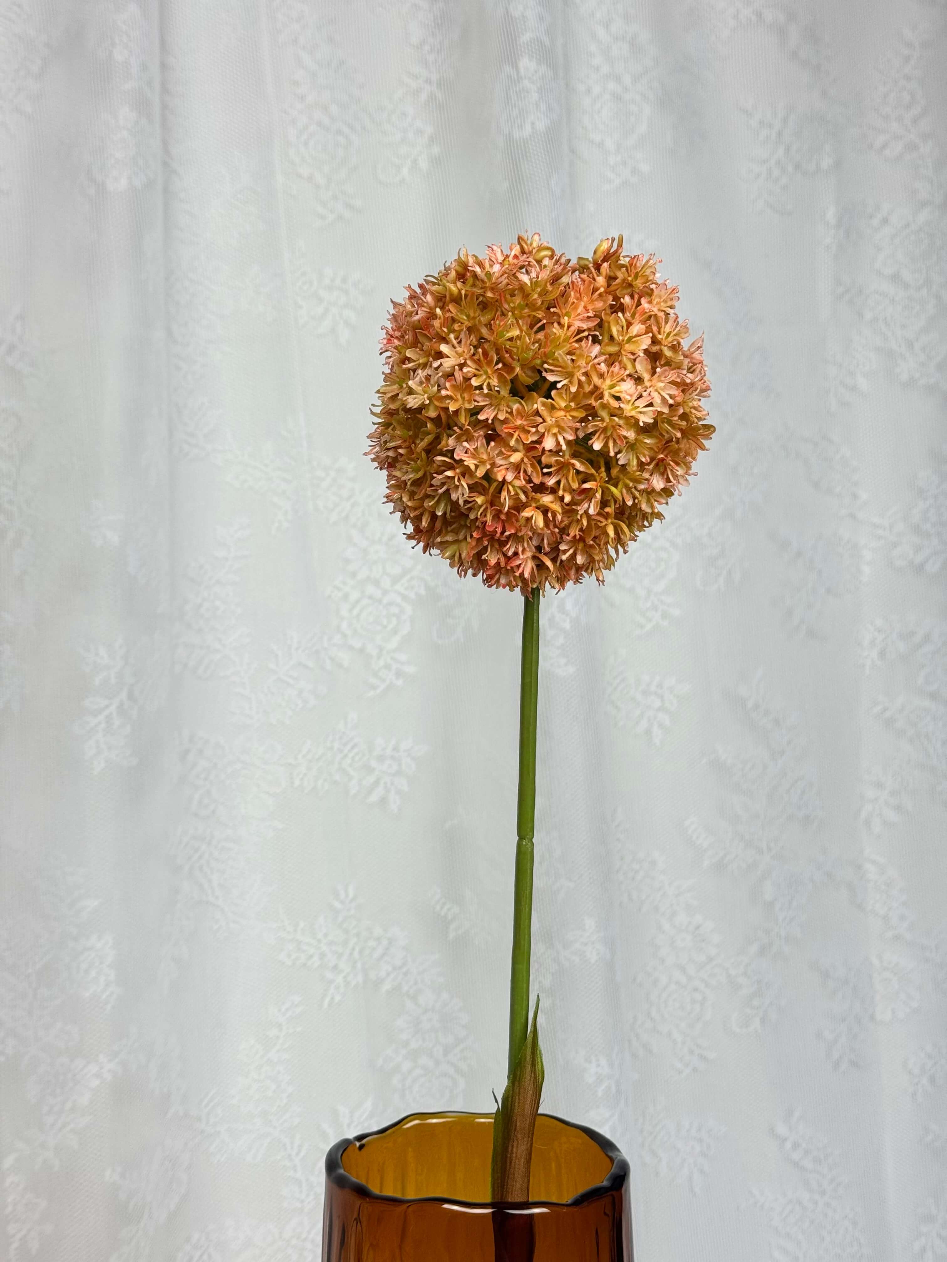 Allium