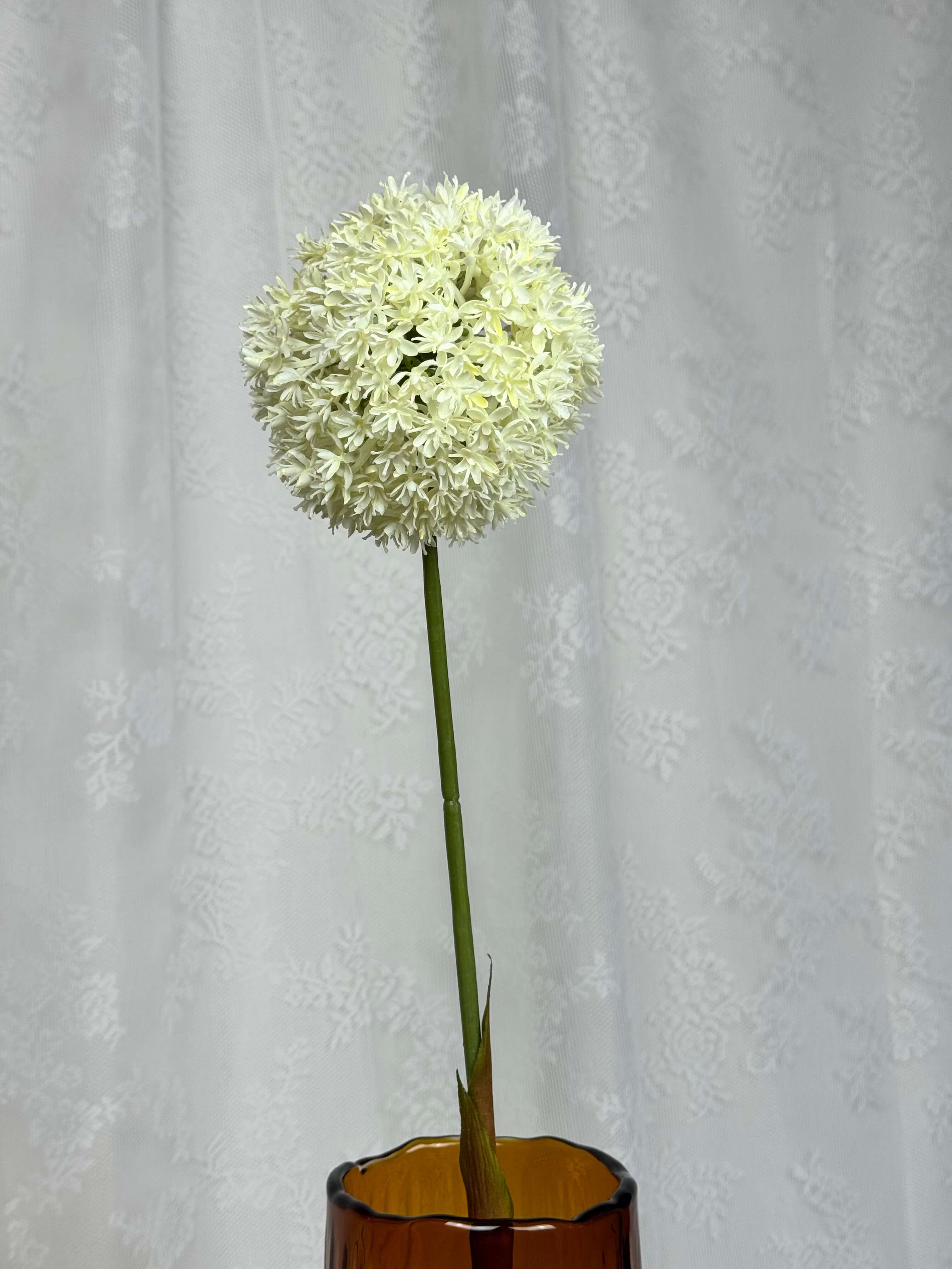Allium
