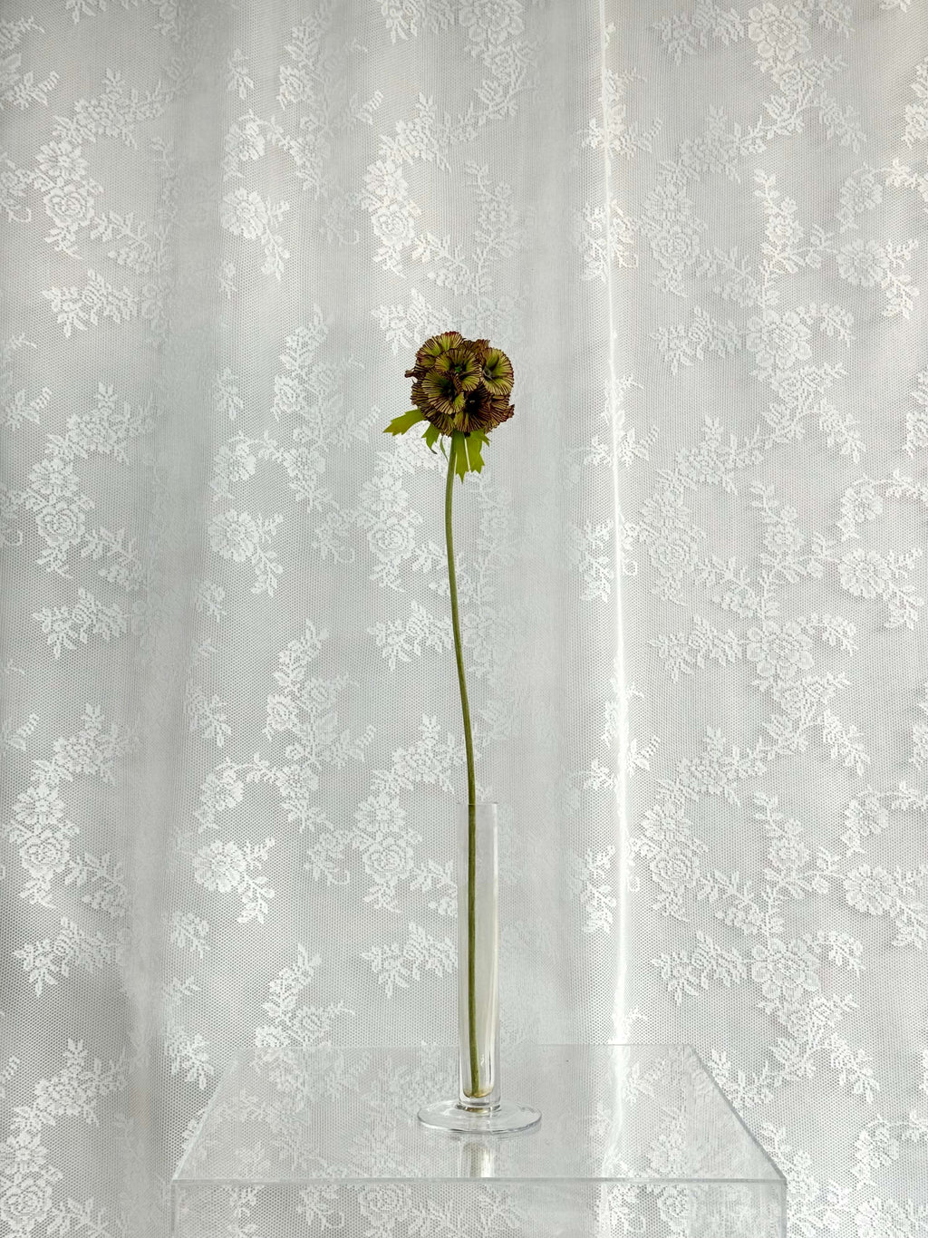 Scabiosa