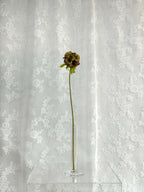 Scabiosa