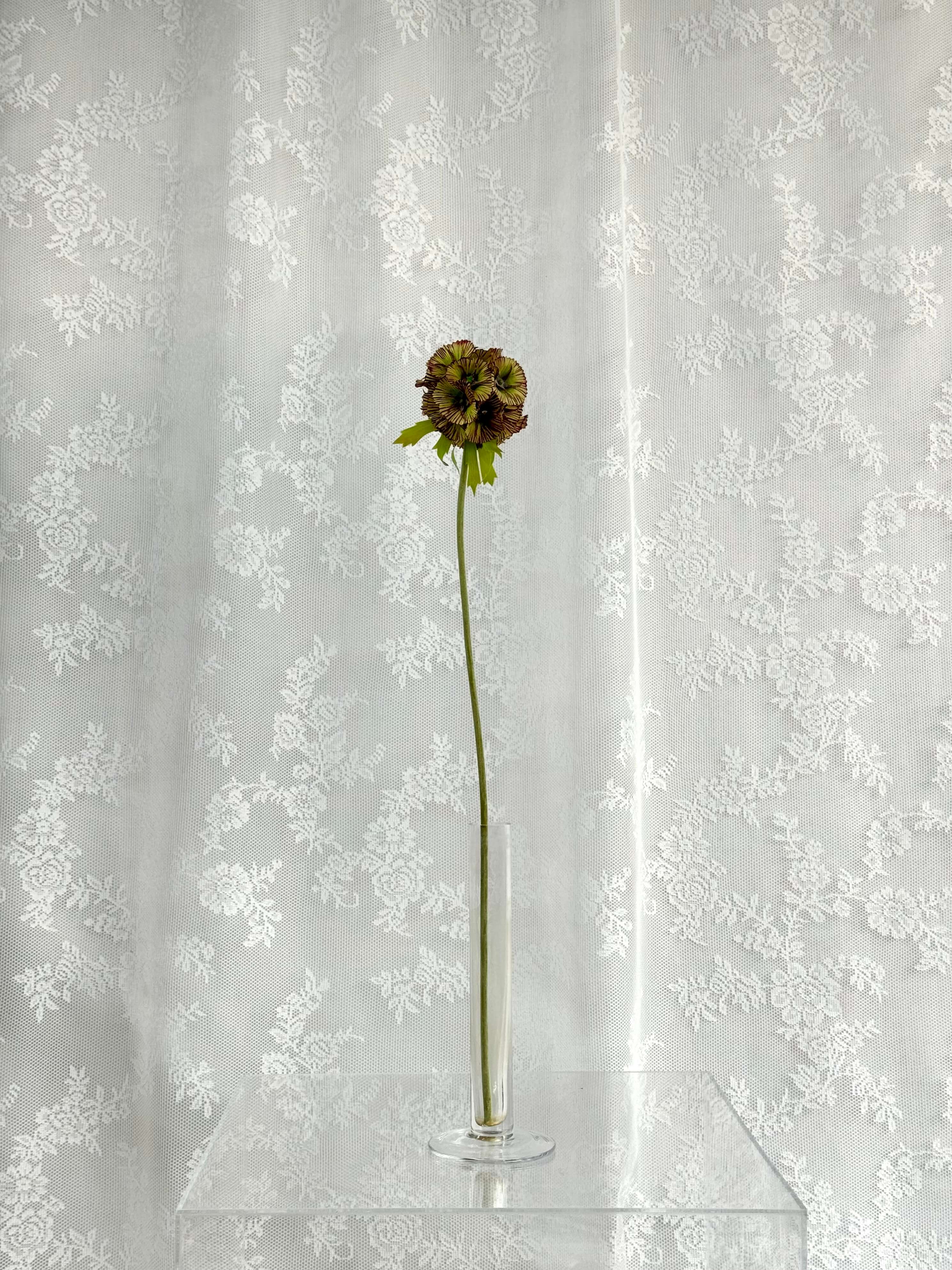 Scabiosa
