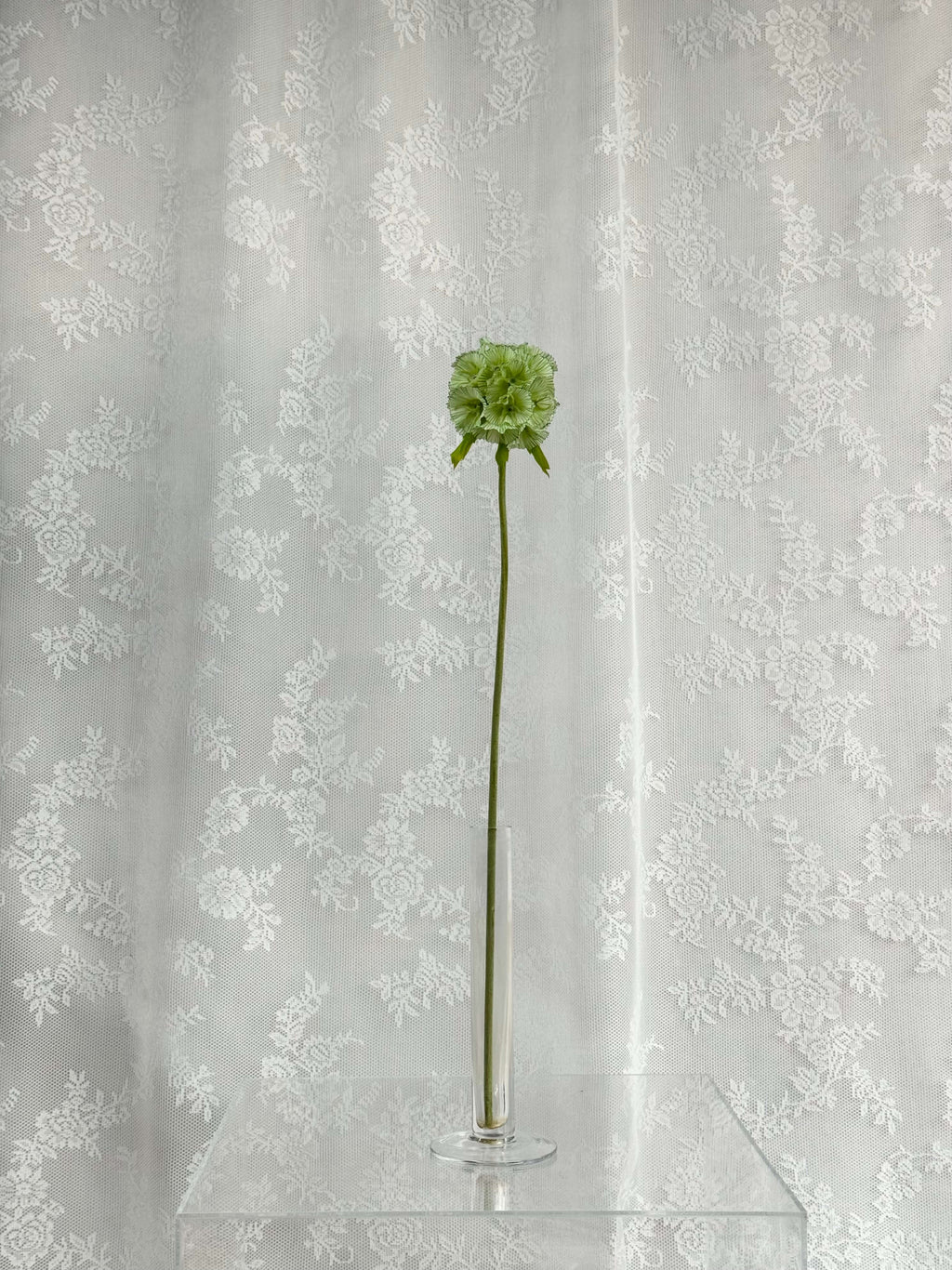 Scabiosa
