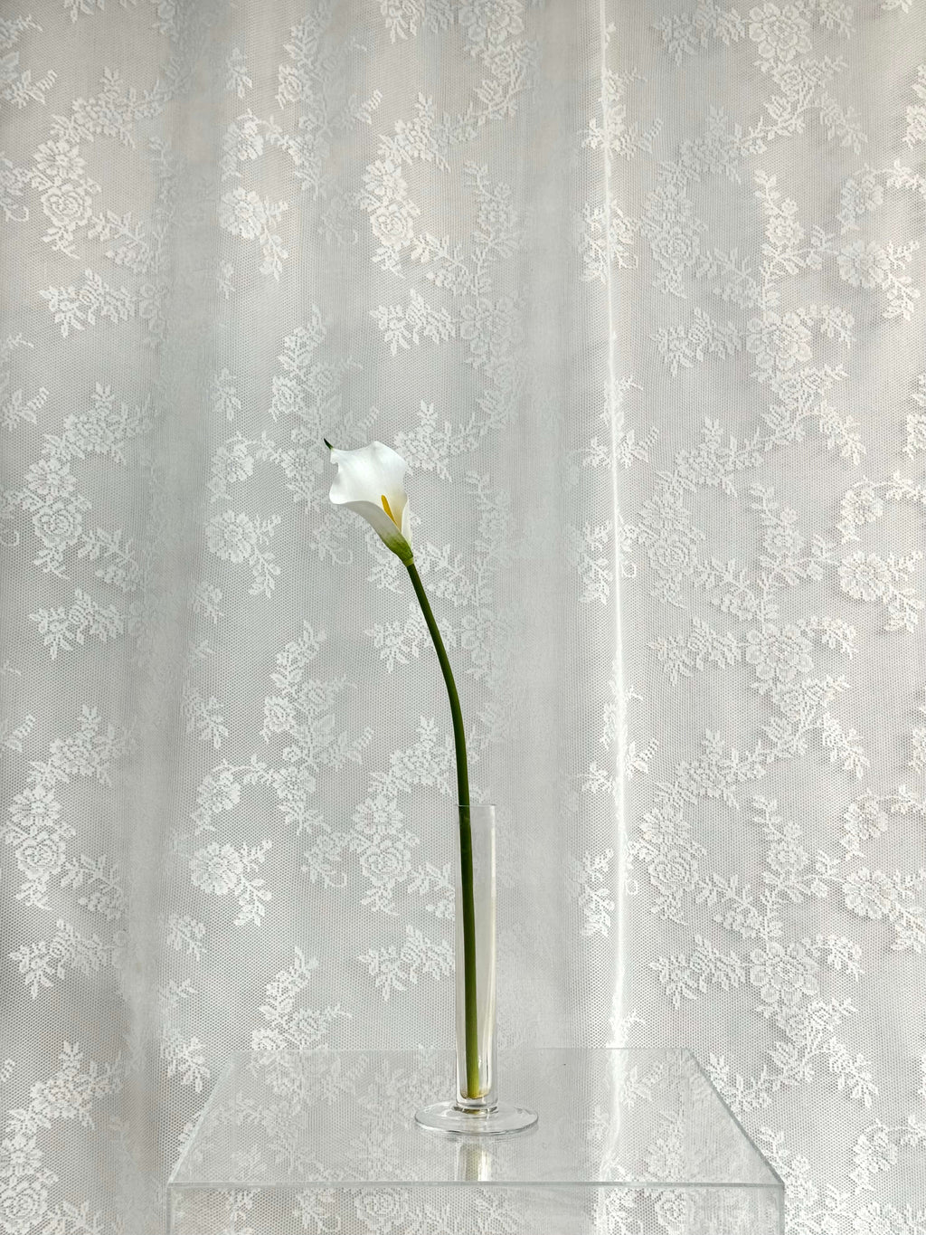 Calla lilje