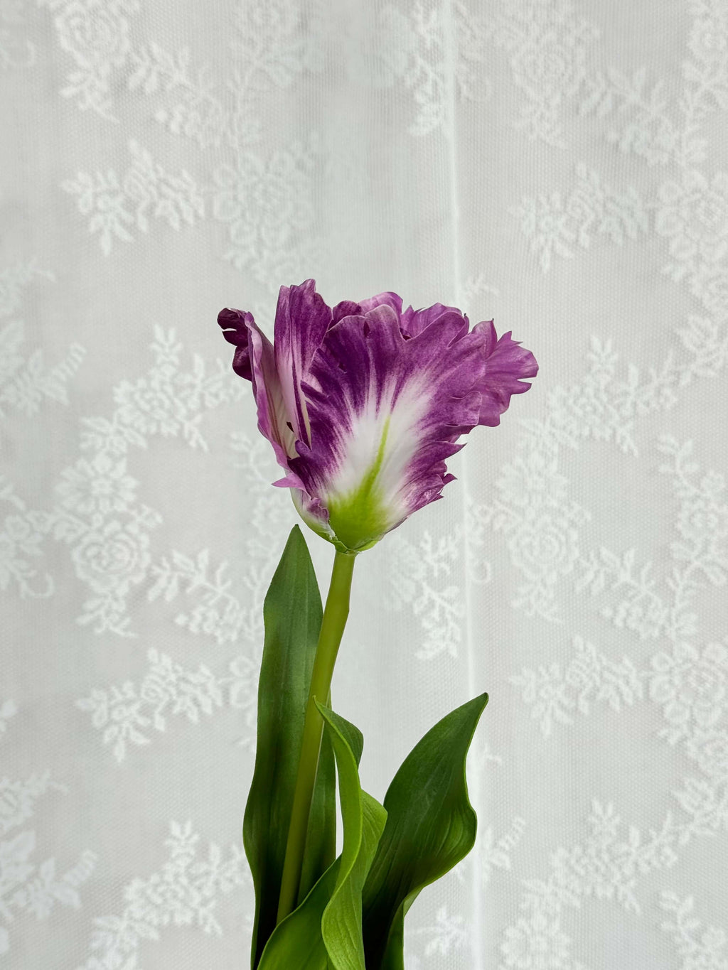 Papegøje tulipan - Fleuristic