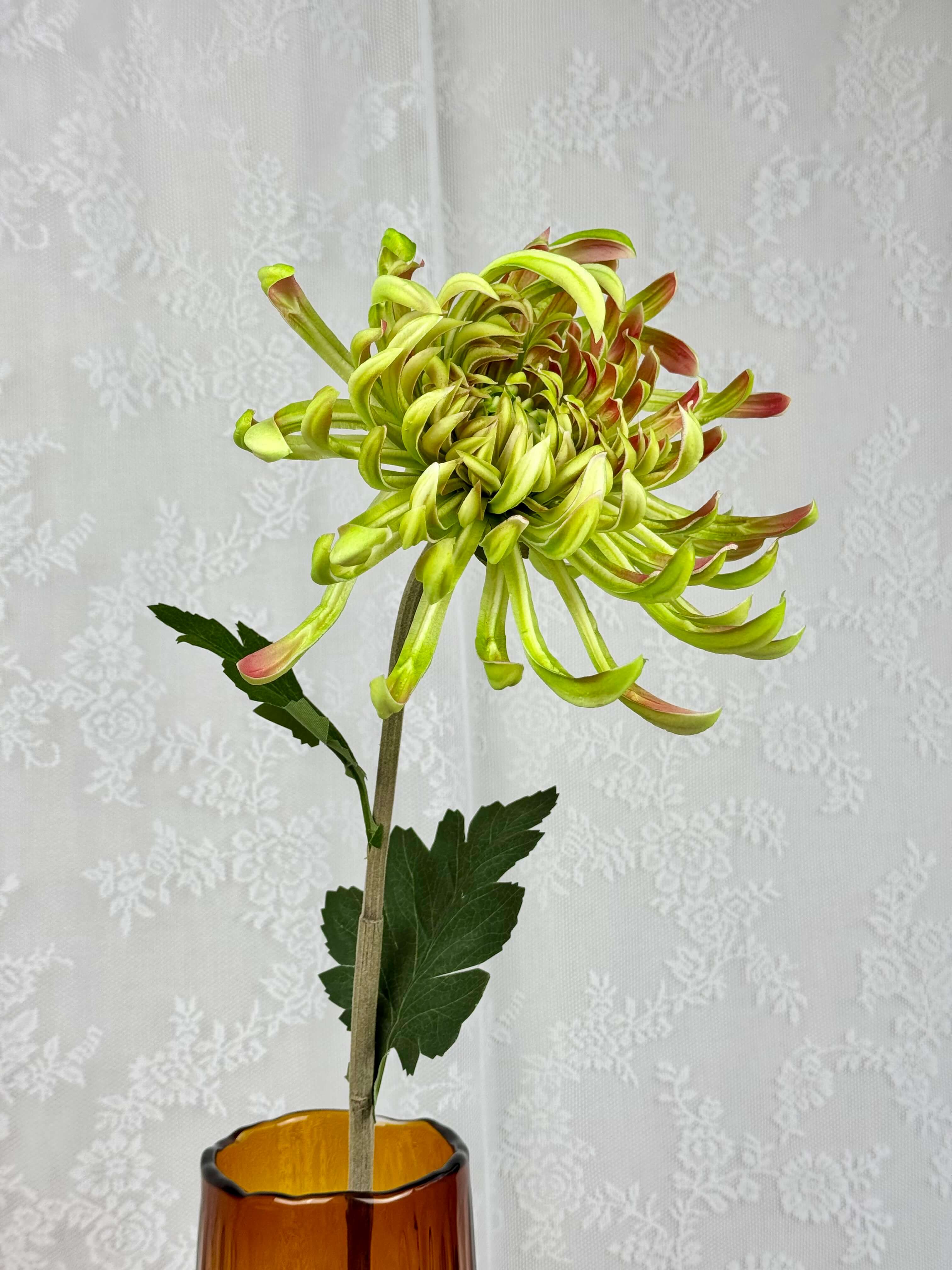 Stor chrysanthemum