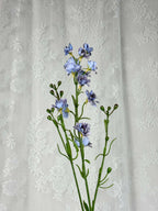 Delphinium