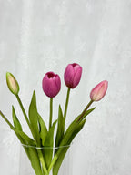 Tulipaner - lyslilla