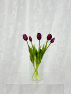 Tulipaner - mørklilla