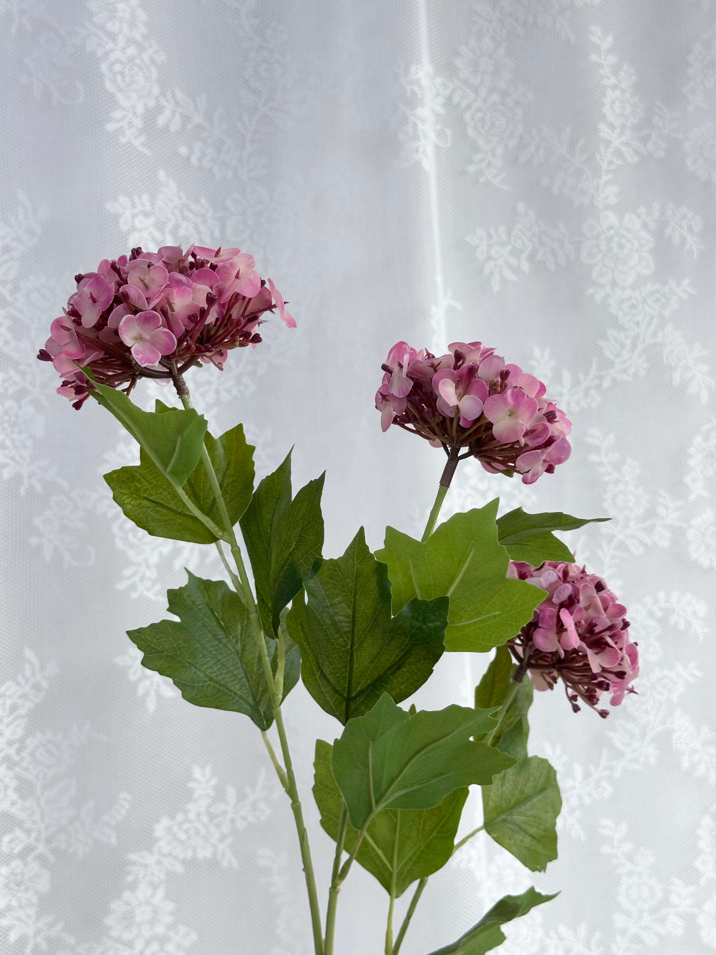 Have hortensia