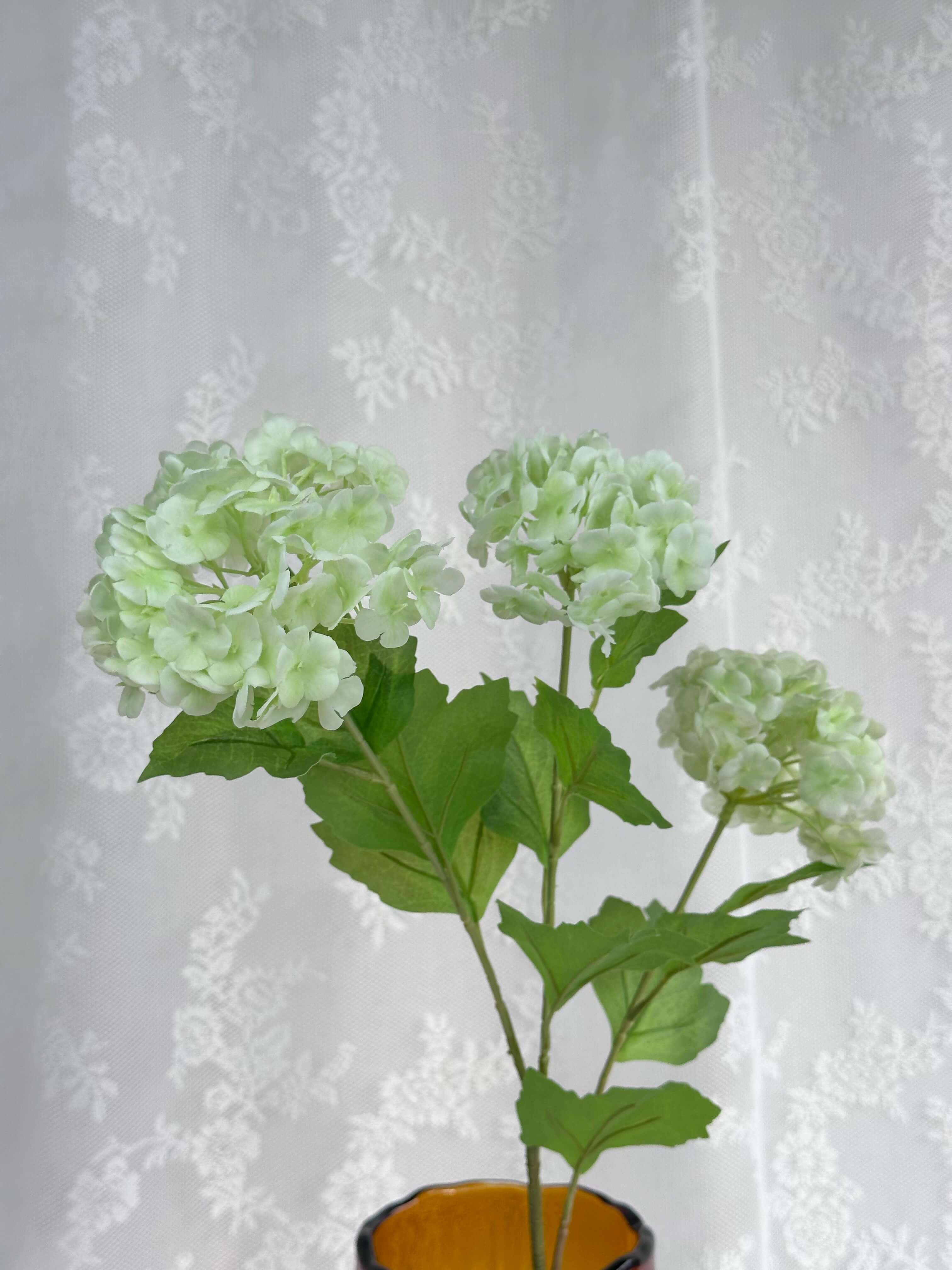 Have hortensia