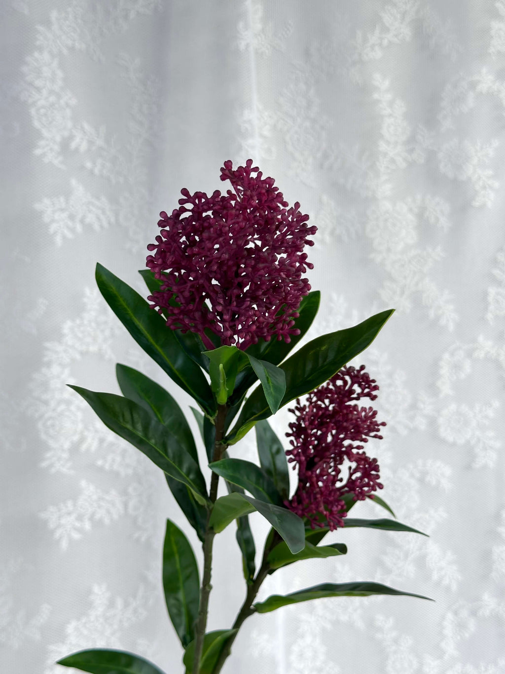 Skimmia