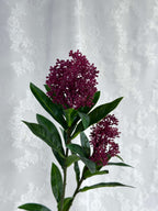 Skimmia