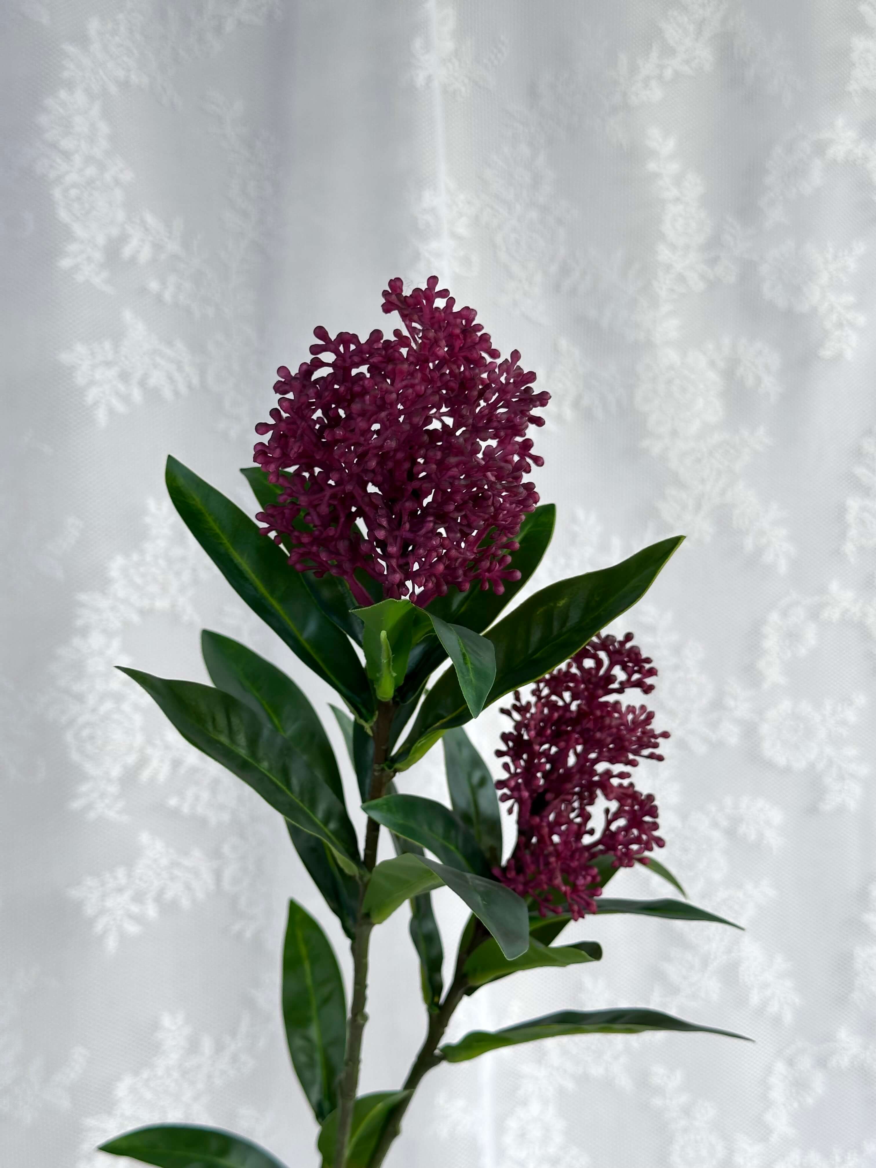 Skimmia
