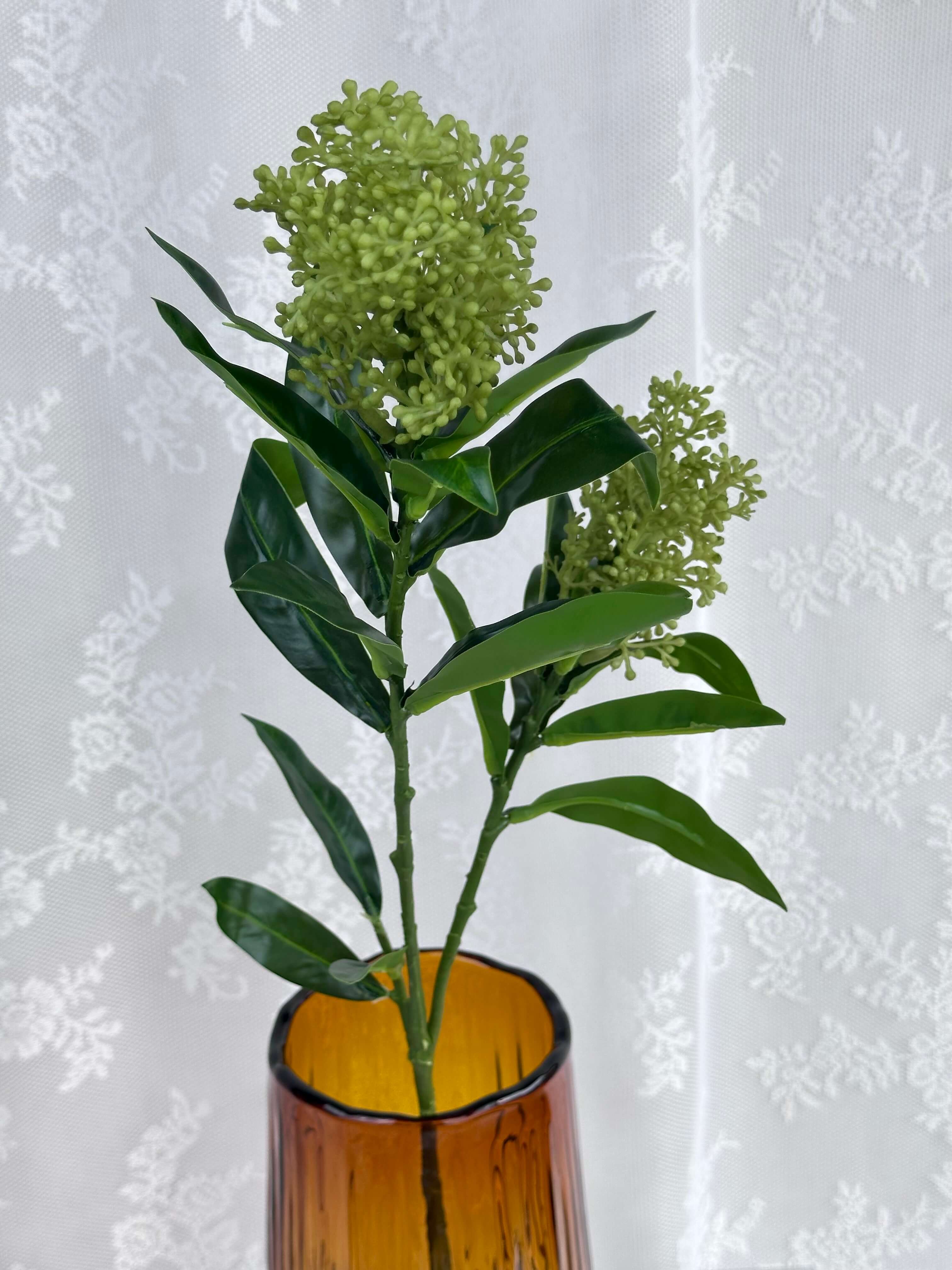 Skimmia