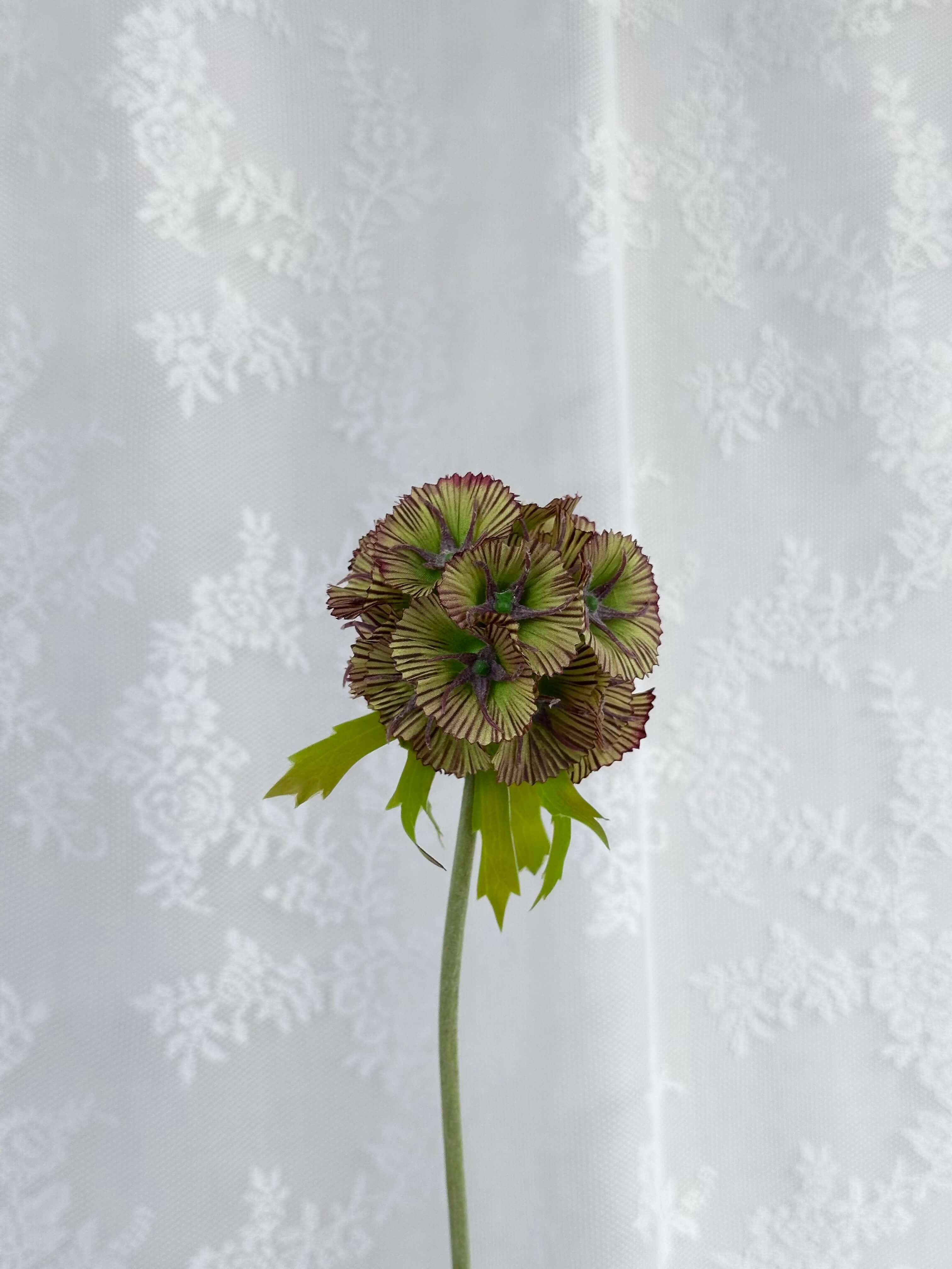 Scabiosa