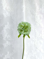 Scabiosa