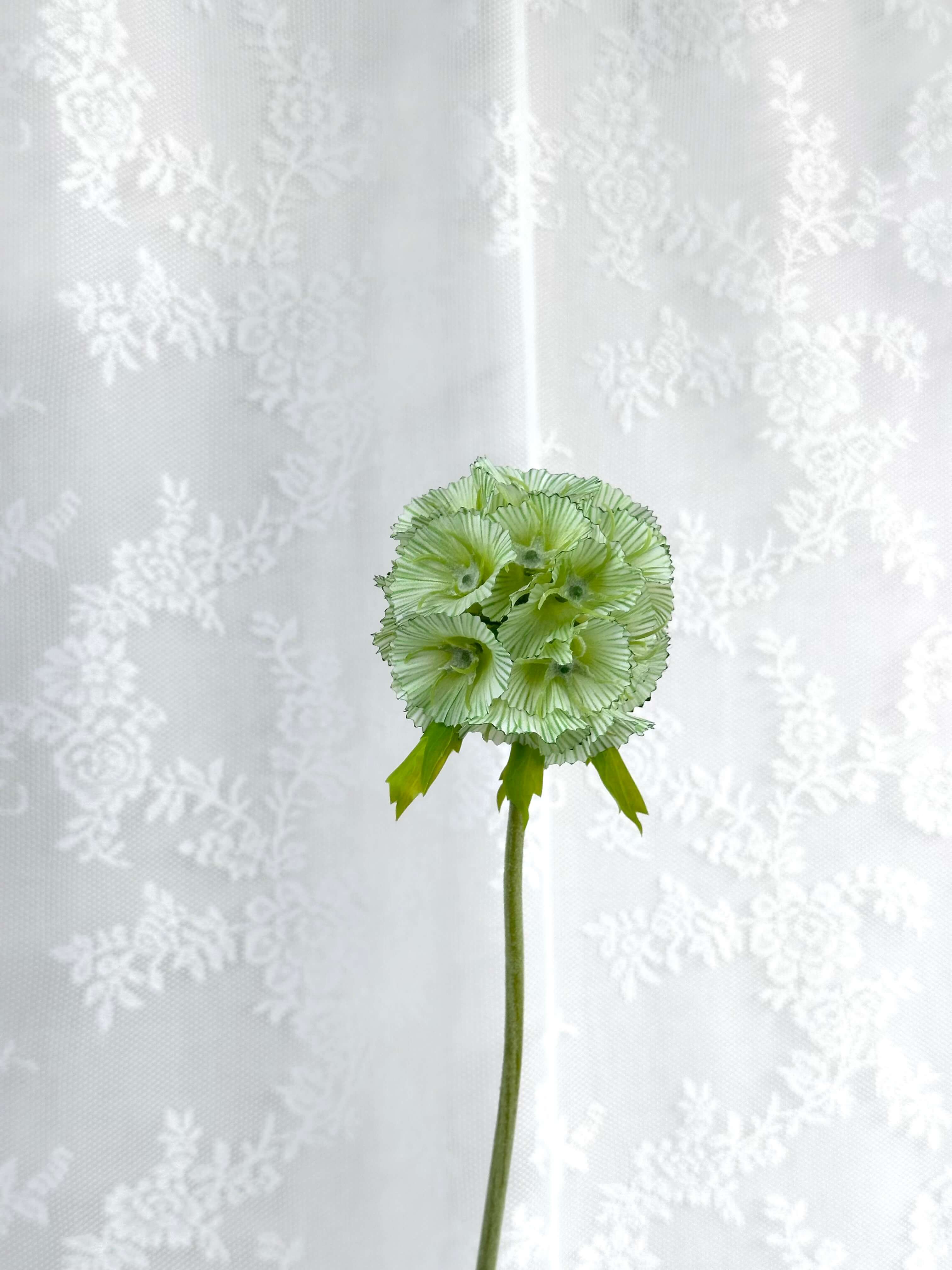Scabiosa