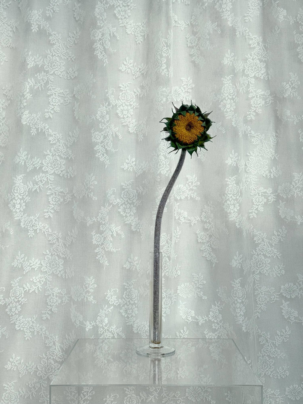 Afblomstret solsikke