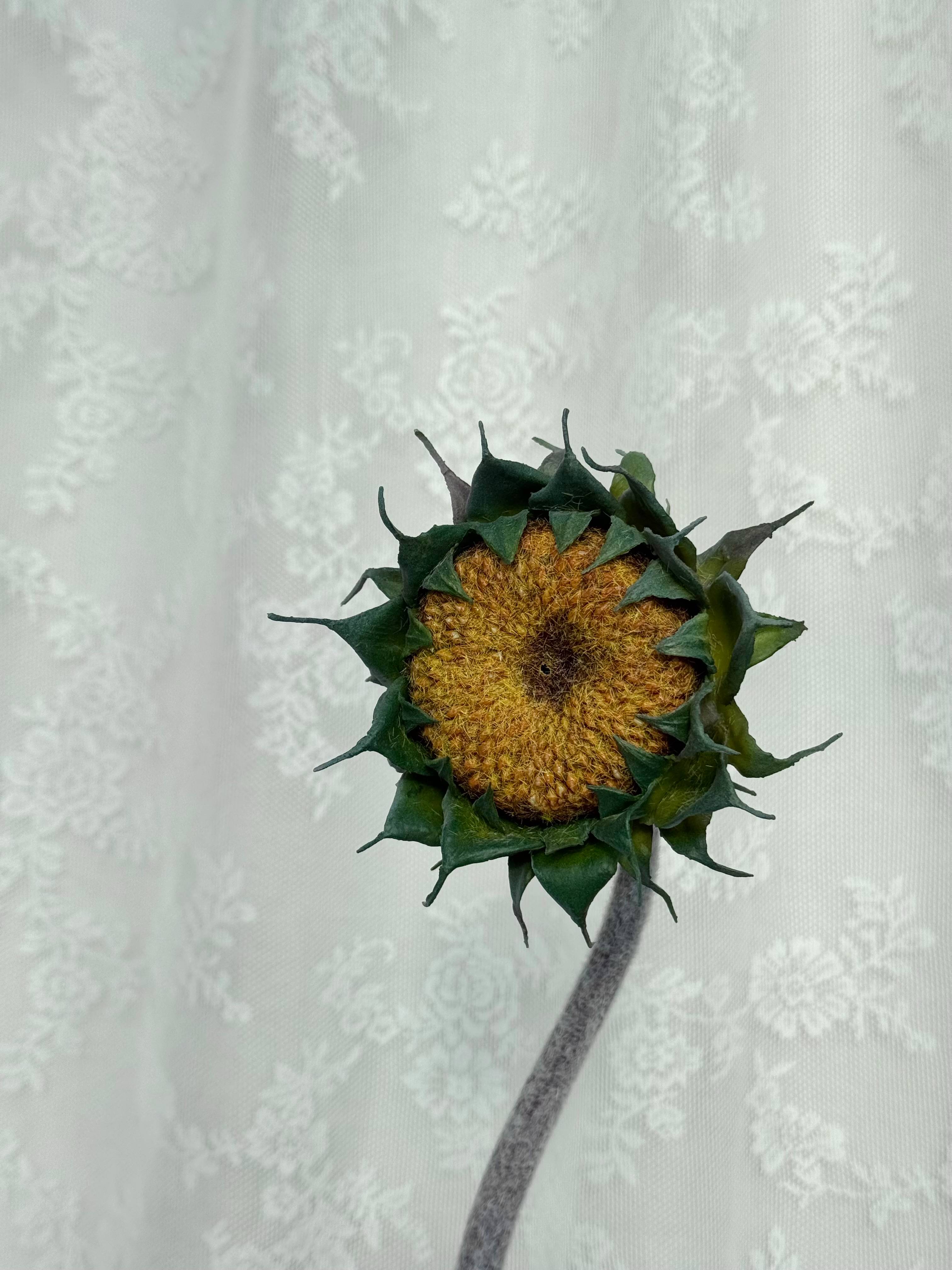 Afblomstret solsikke