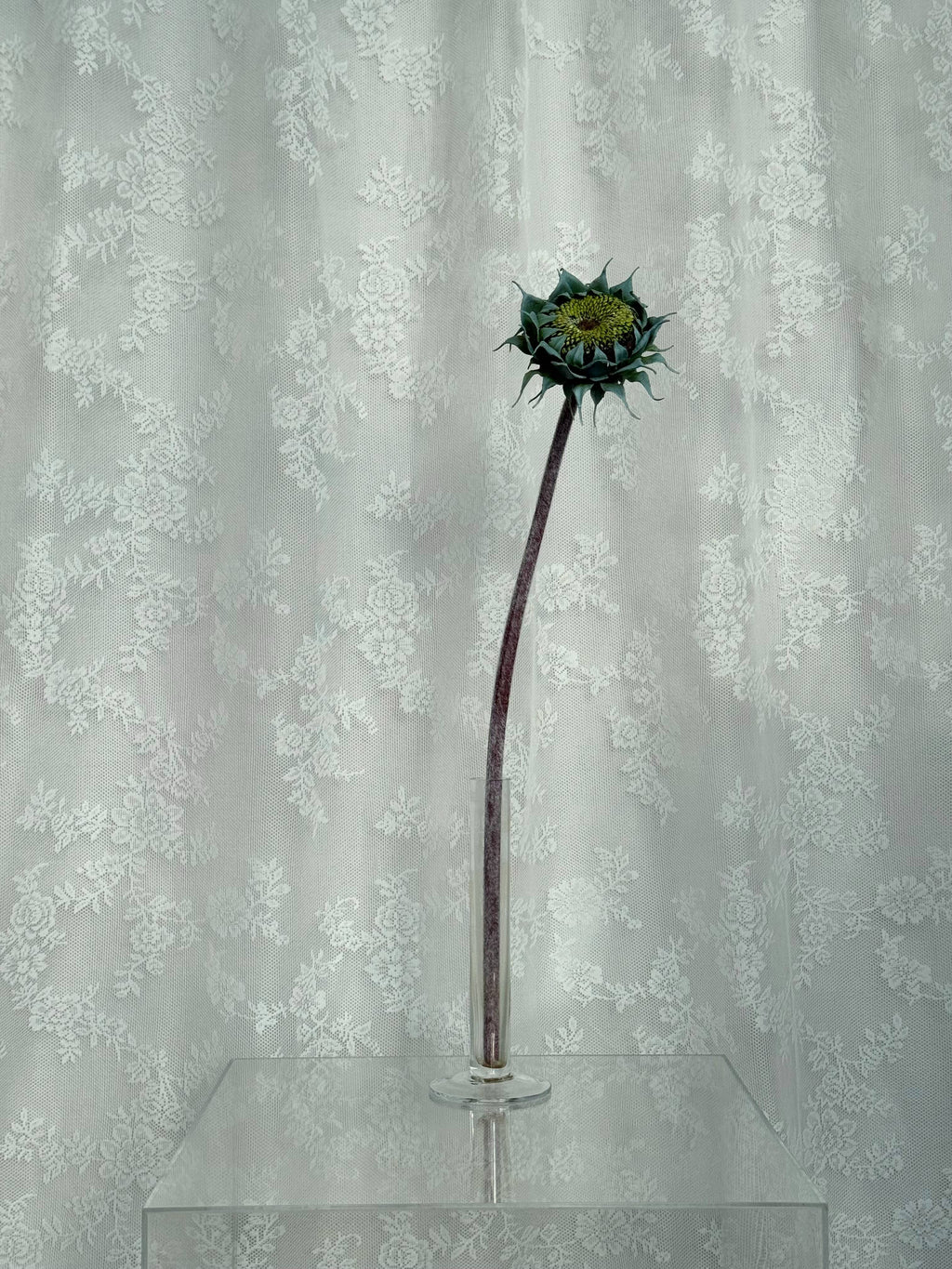 Afblomstret solsikke