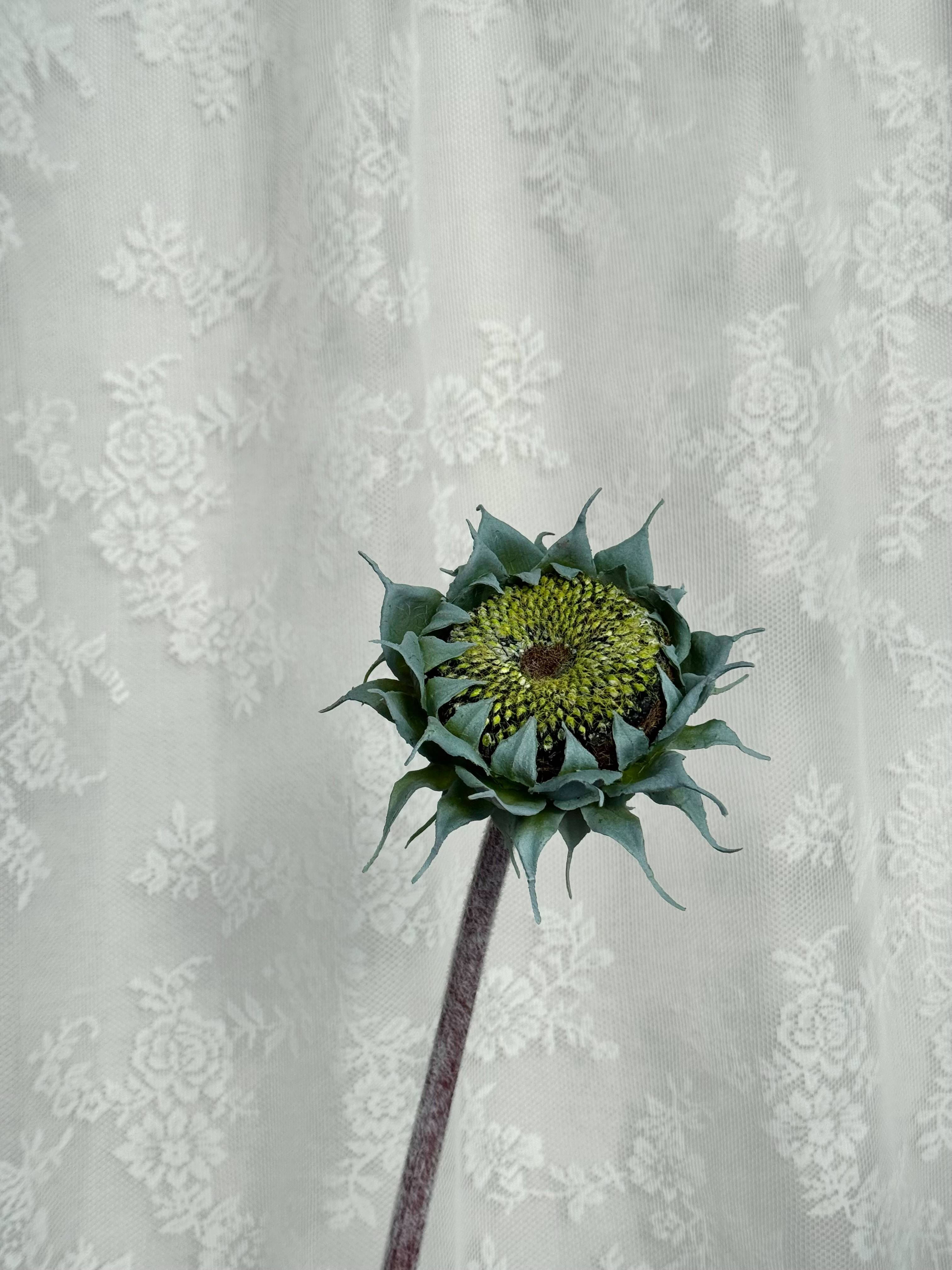 Afblomstret solsikke