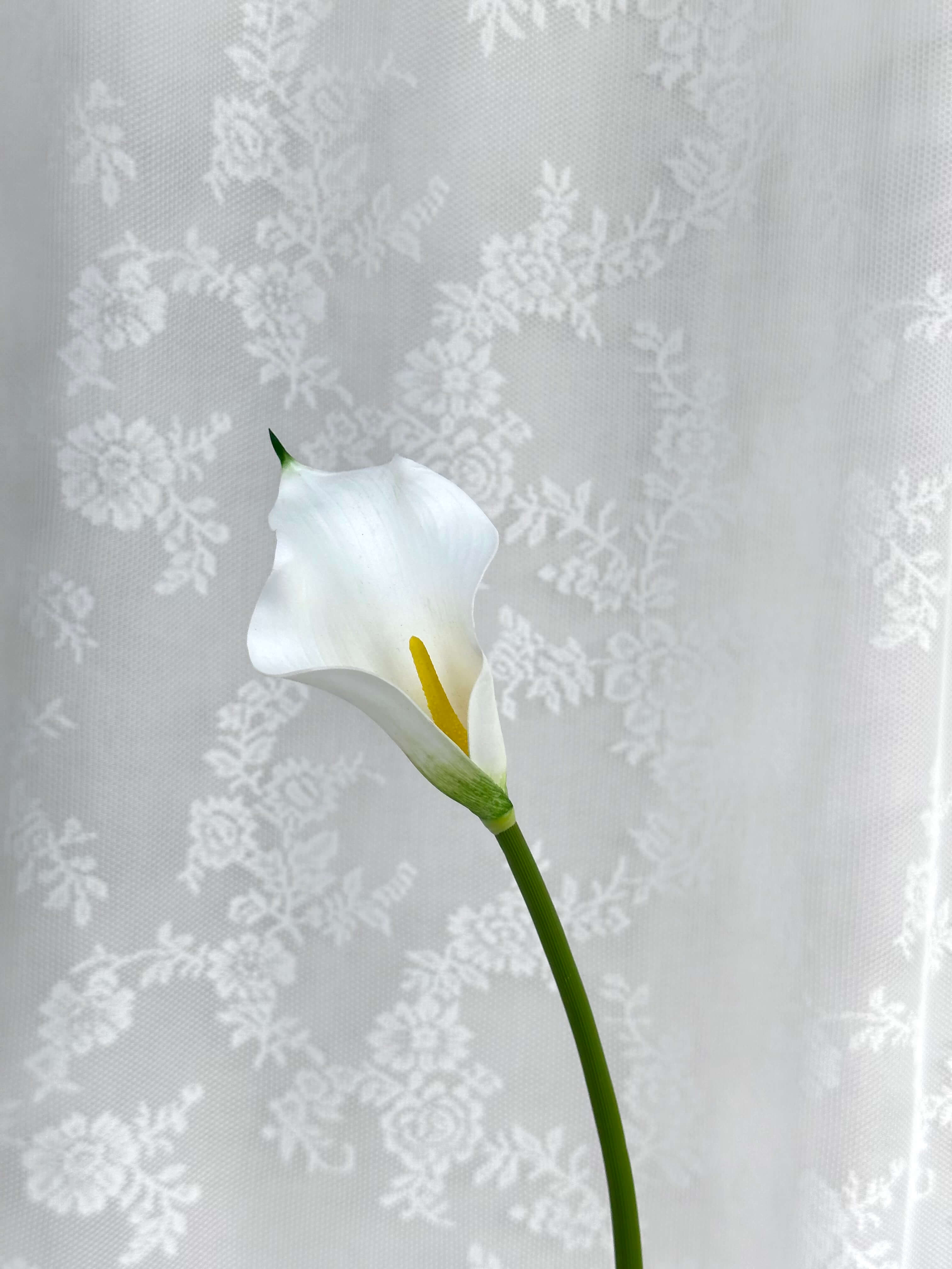 Calla lilje