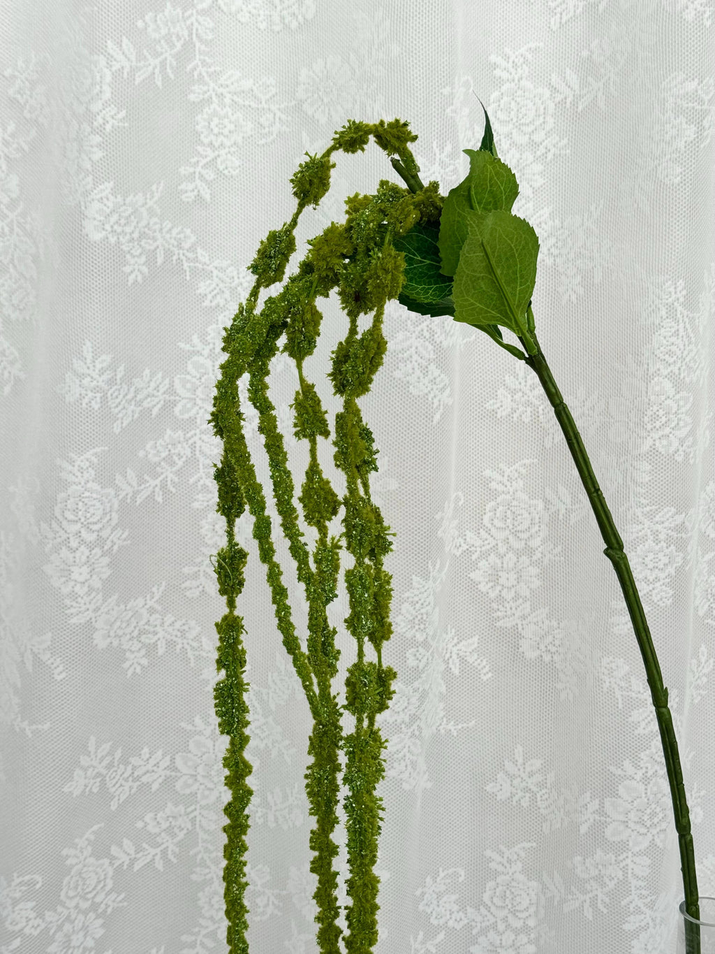 Amaranthus