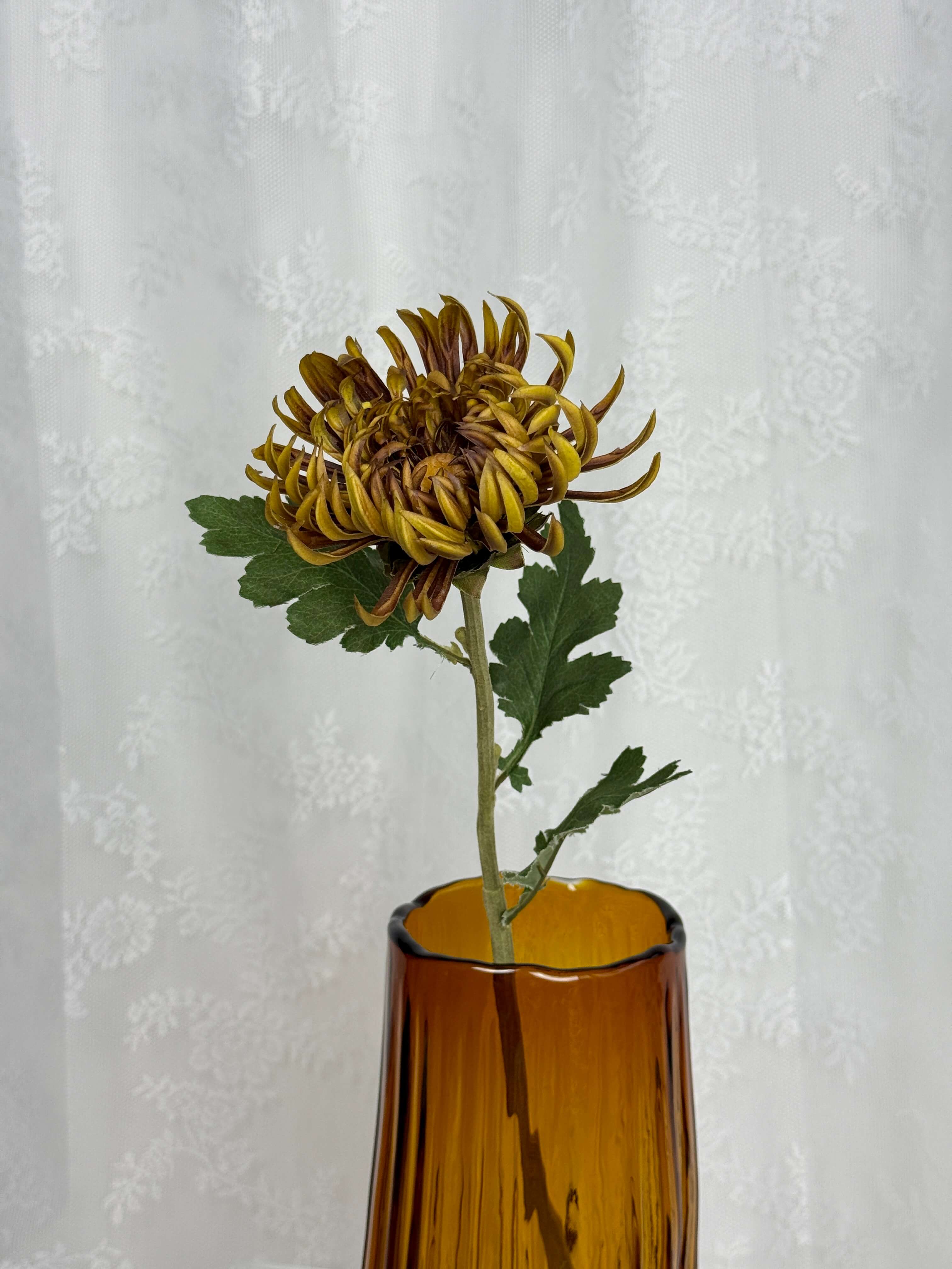 Chrysanthemum