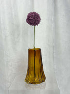 Allium