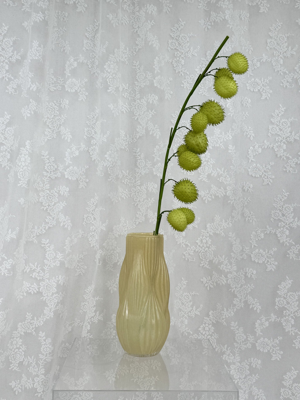 Kunstig ballon plante (gomphocarpus physocarpus)