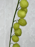 Kunstig ballon plante (gomphocarpus physocarpus)